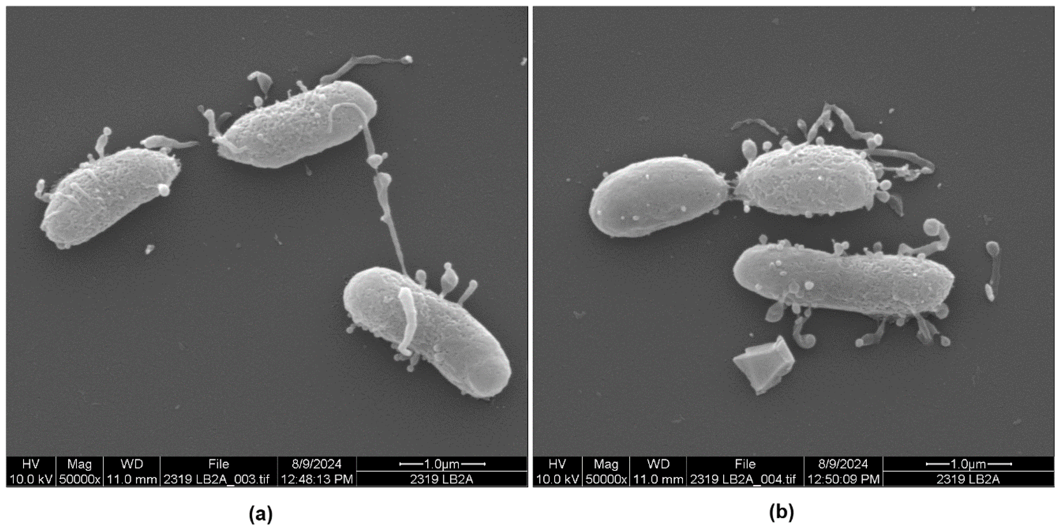Microorganisms 13 00365 g005 Microorganisms 13 00365 g005