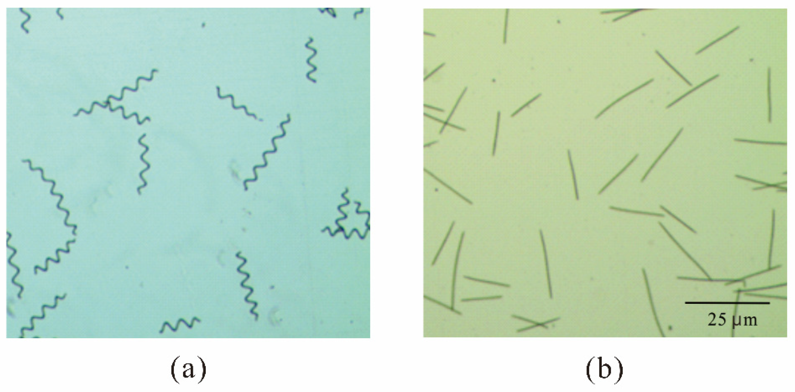 Microorganisms 13 00367 g006