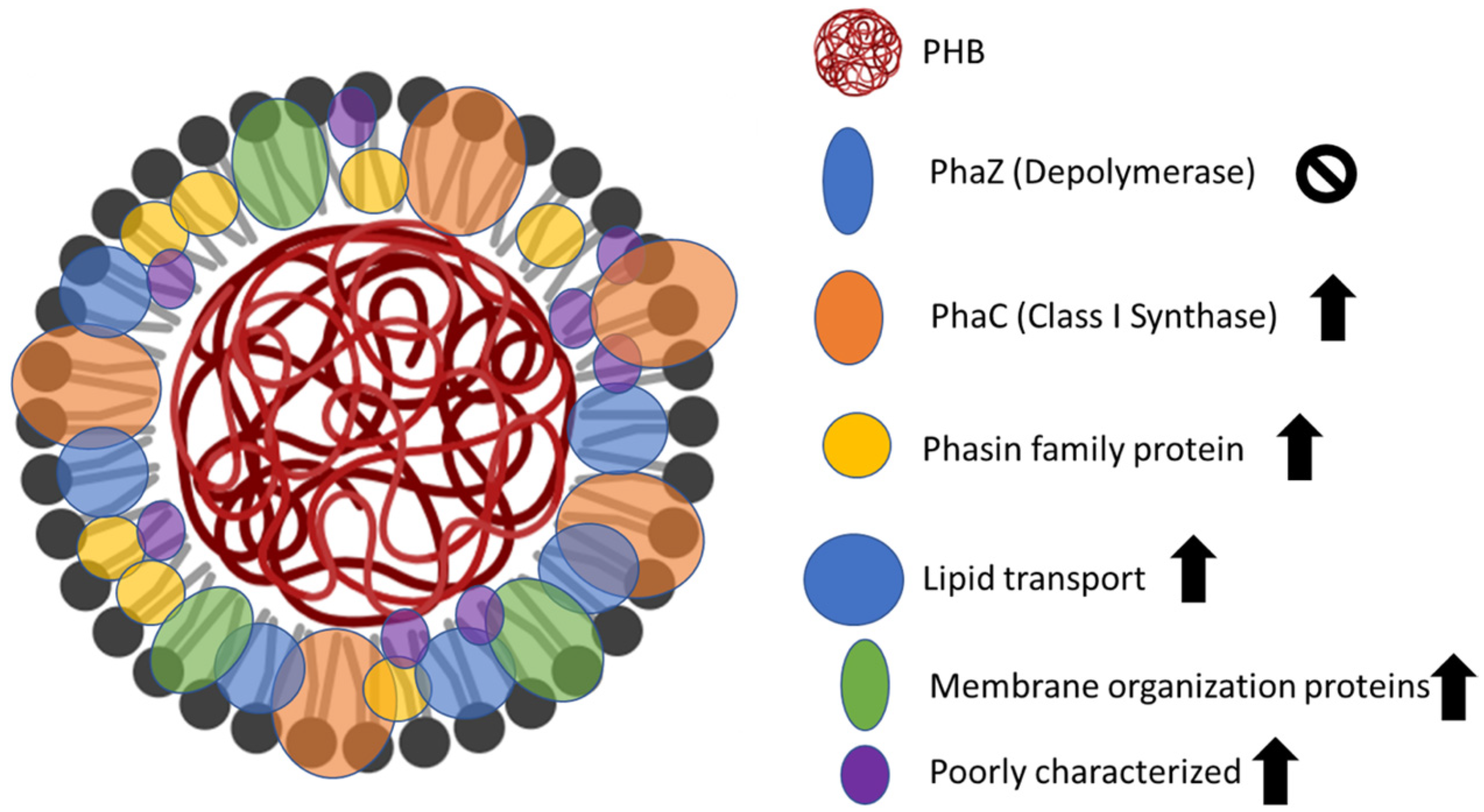 Microorganisms 13 00369 g005