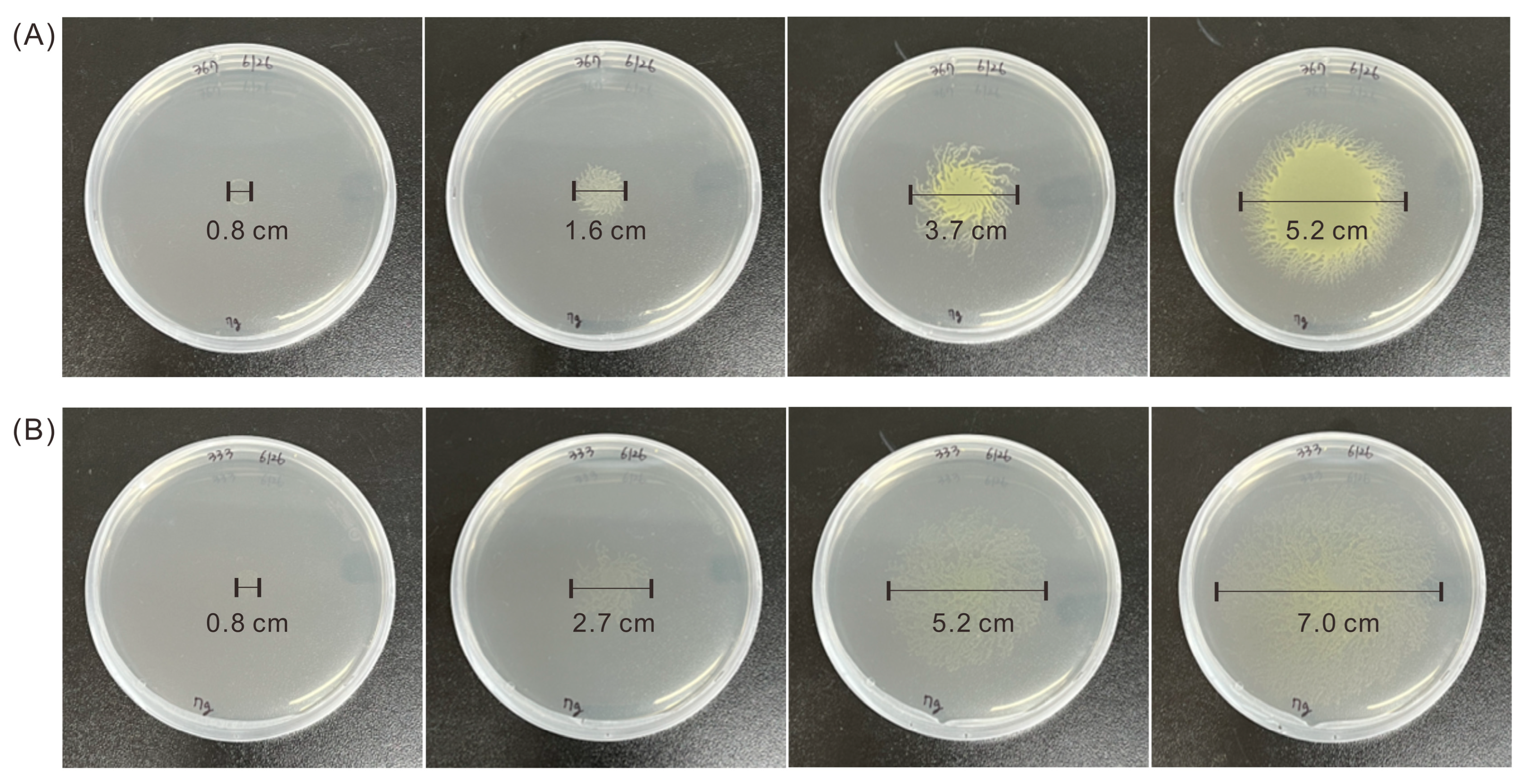 Microorganisms 13 00370 g002