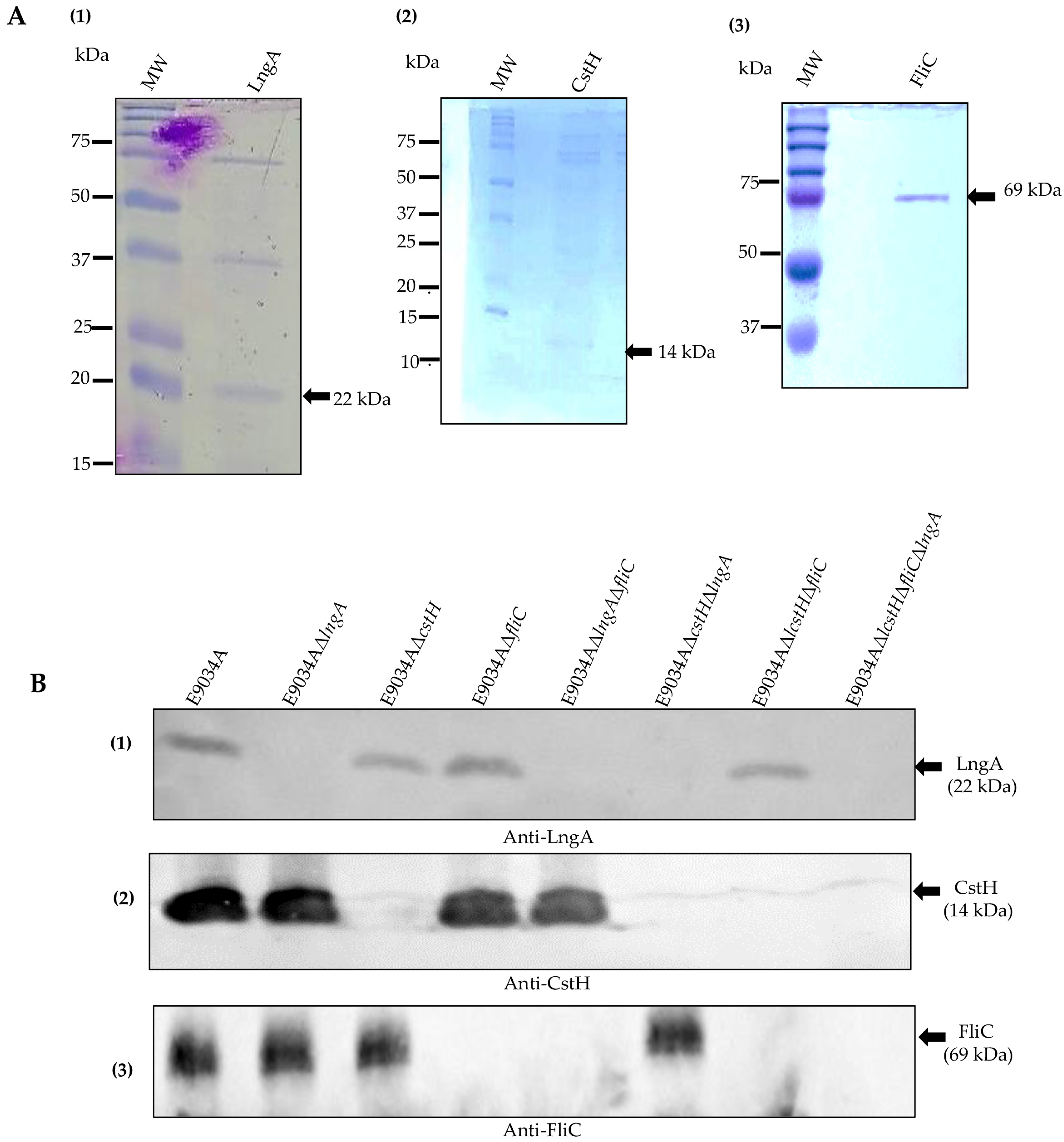 Microorganisms 13 00374 g003 Microorganisms 13 00374 g003