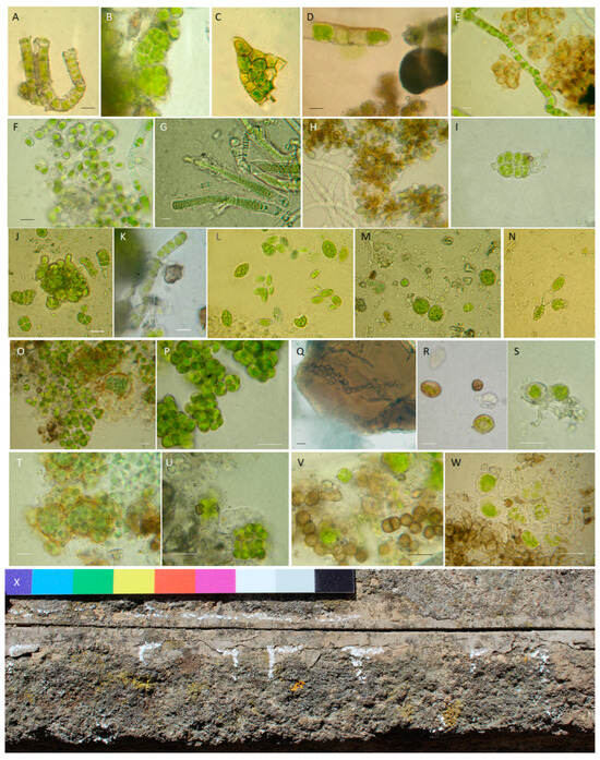 Microorganisms 13 00375 g006