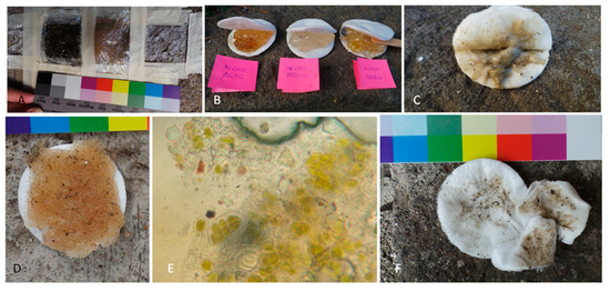 Microorganisms 13 00375 g007