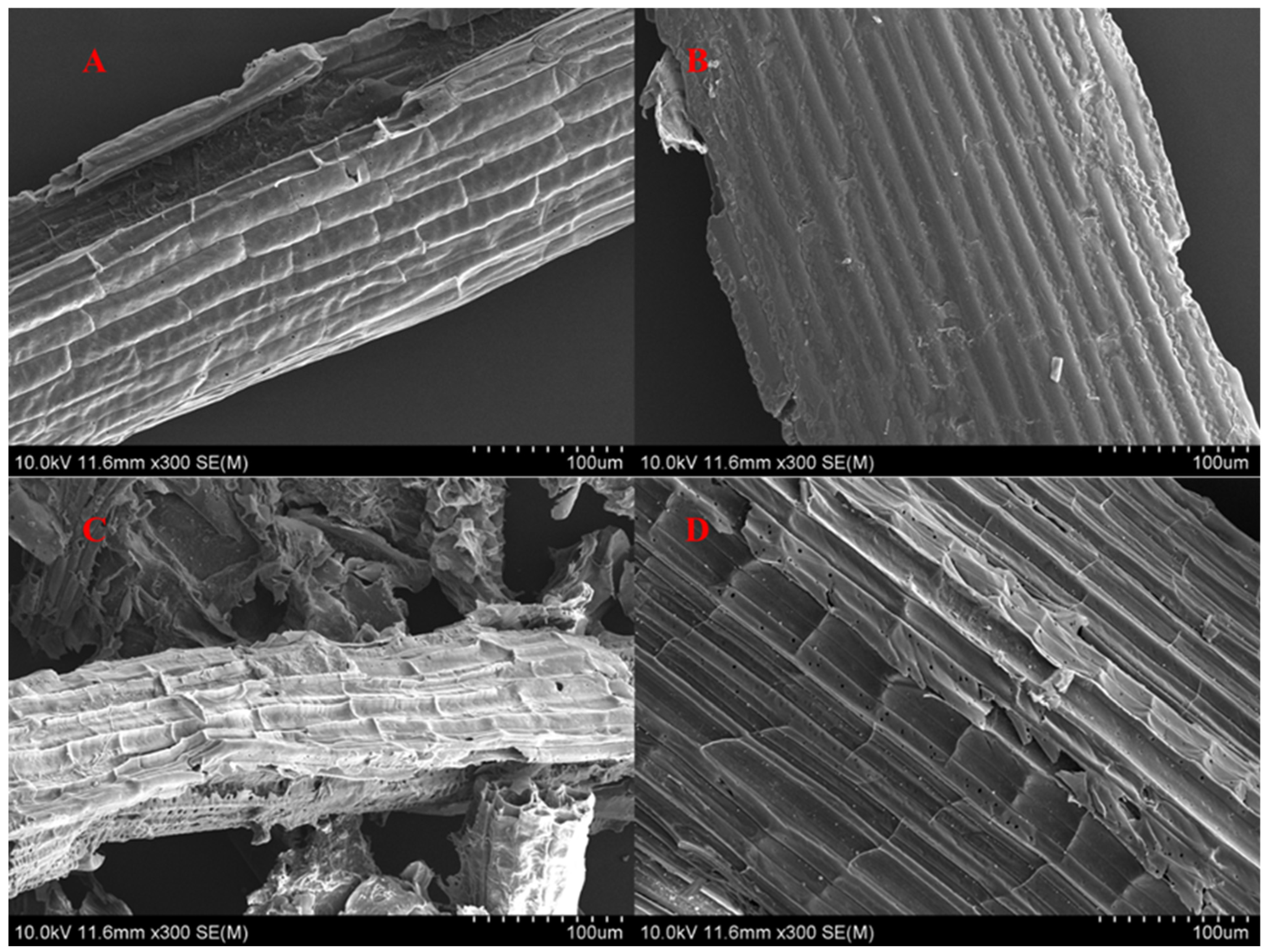 Microorganisms 13 00385 g007