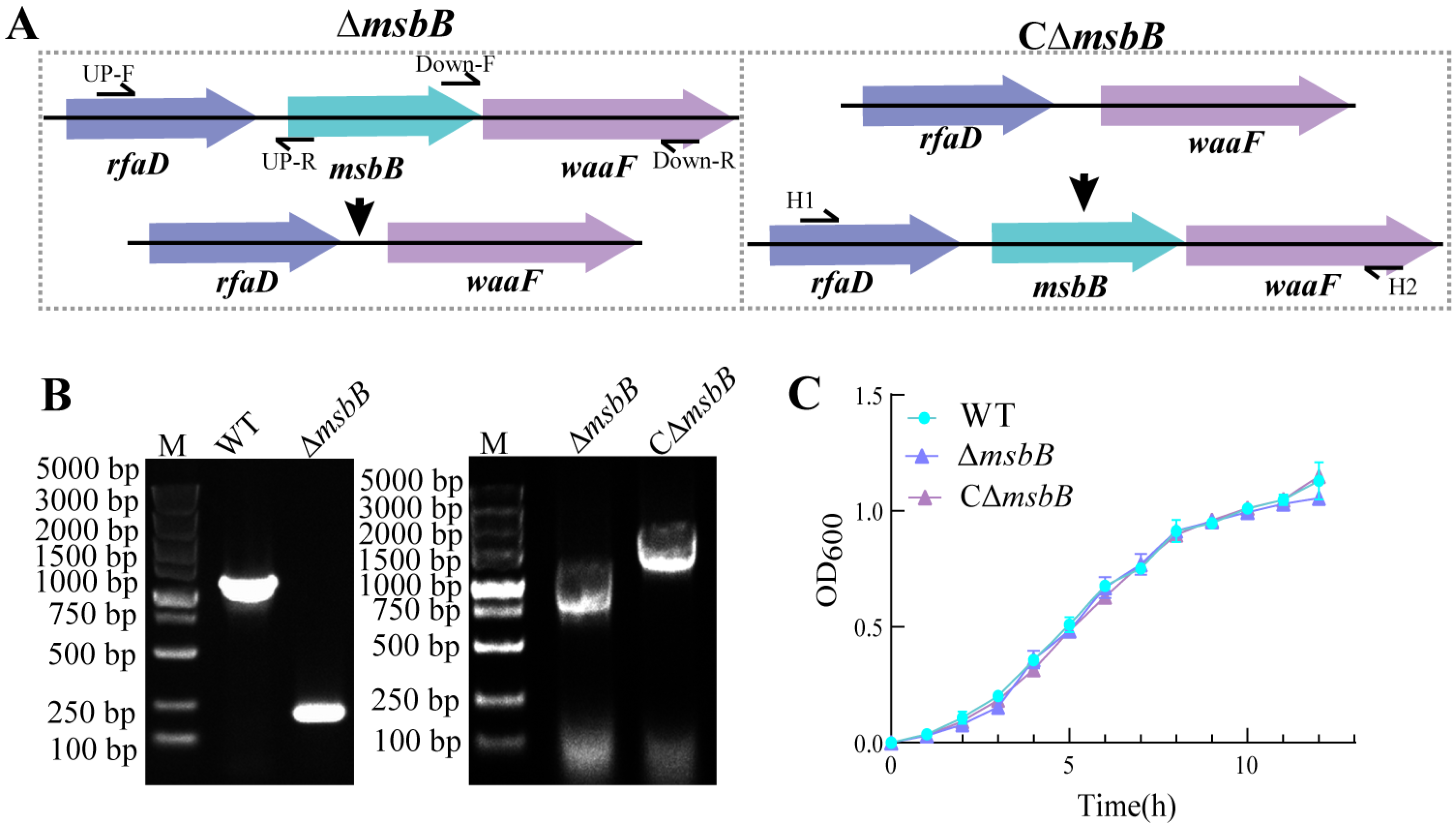 Microorganisms 13 00386 g001