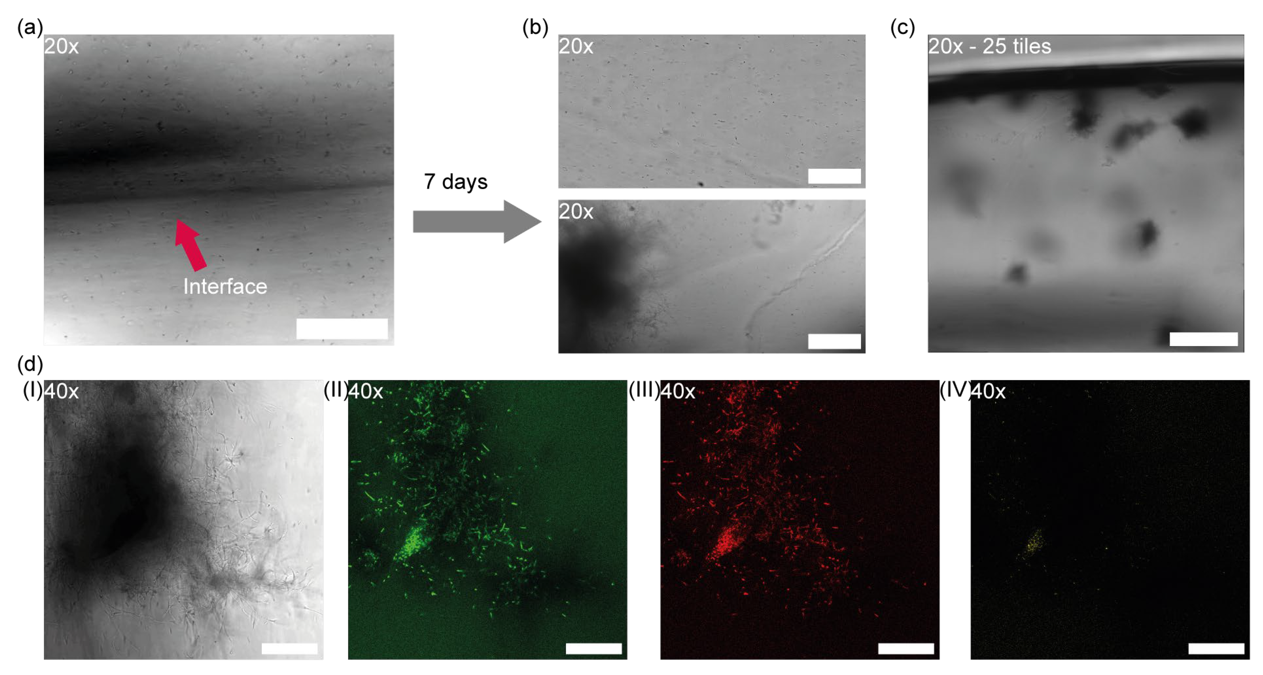 Microorganisms 13 00387 g003