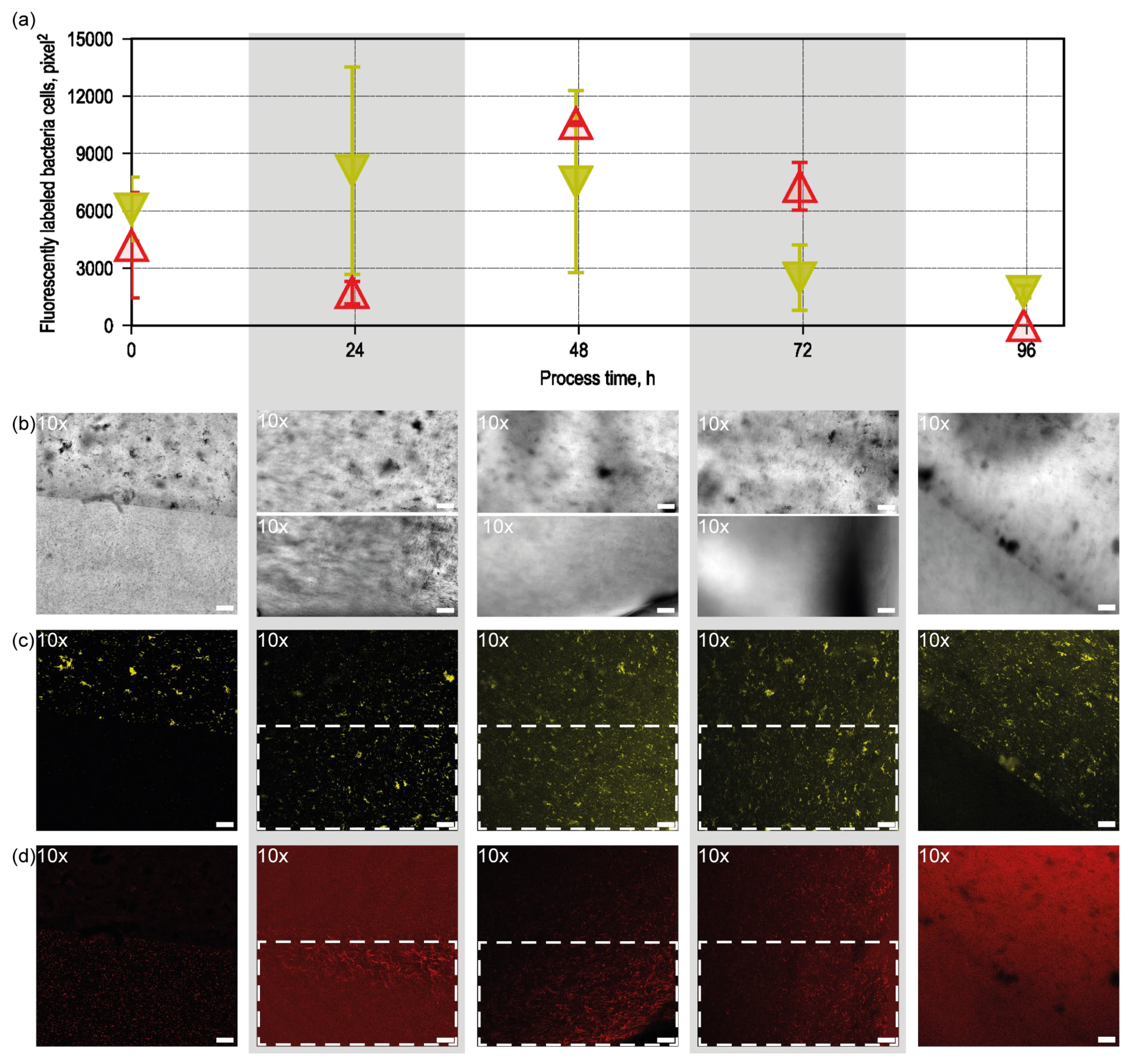 Microorganisms 13 00387 g004