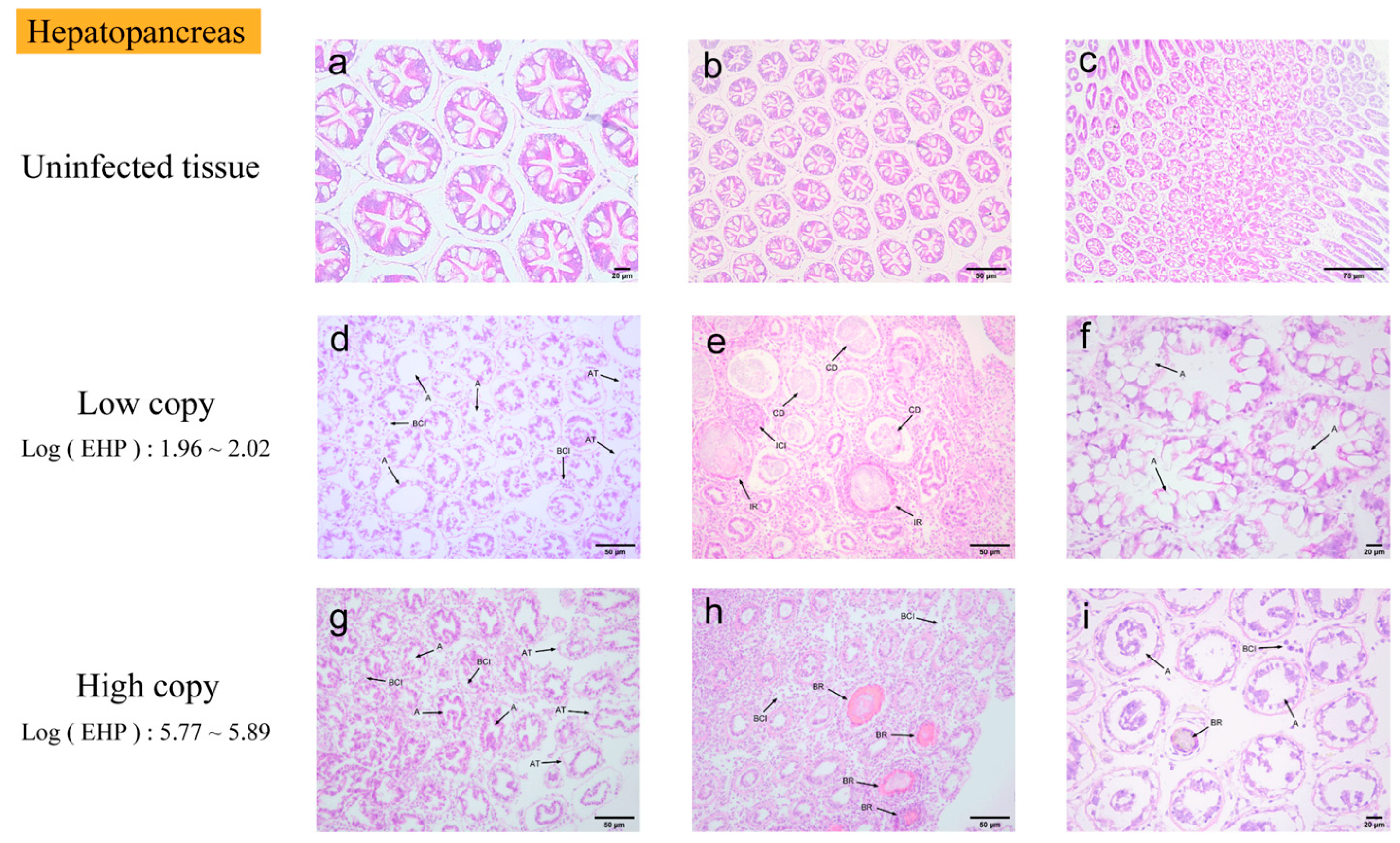 Microorganisms 13 00402 g002