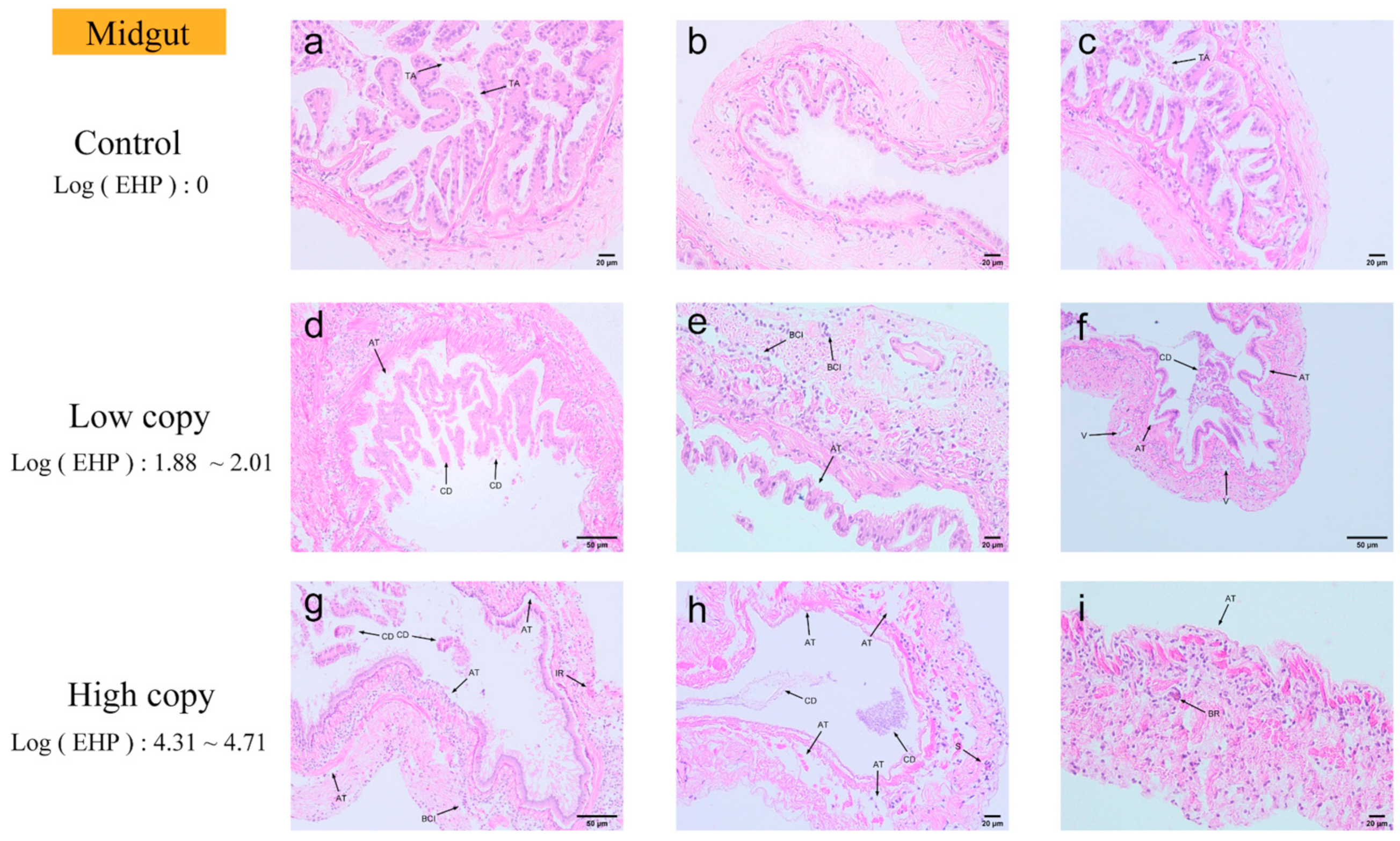 Microorganisms 13 00402 g010