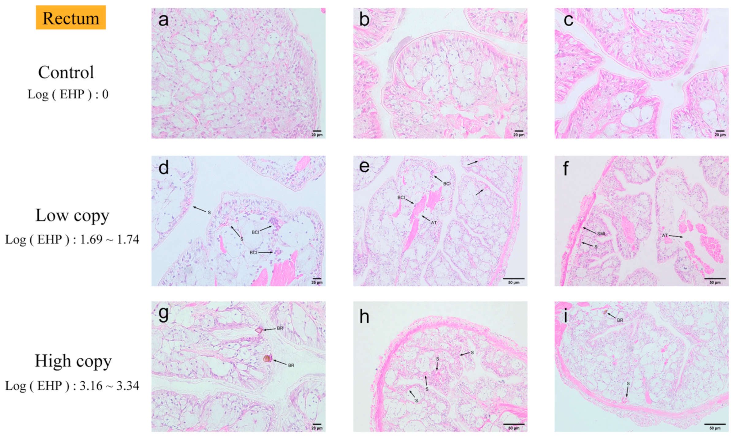 Microorganisms 13 00402 g011