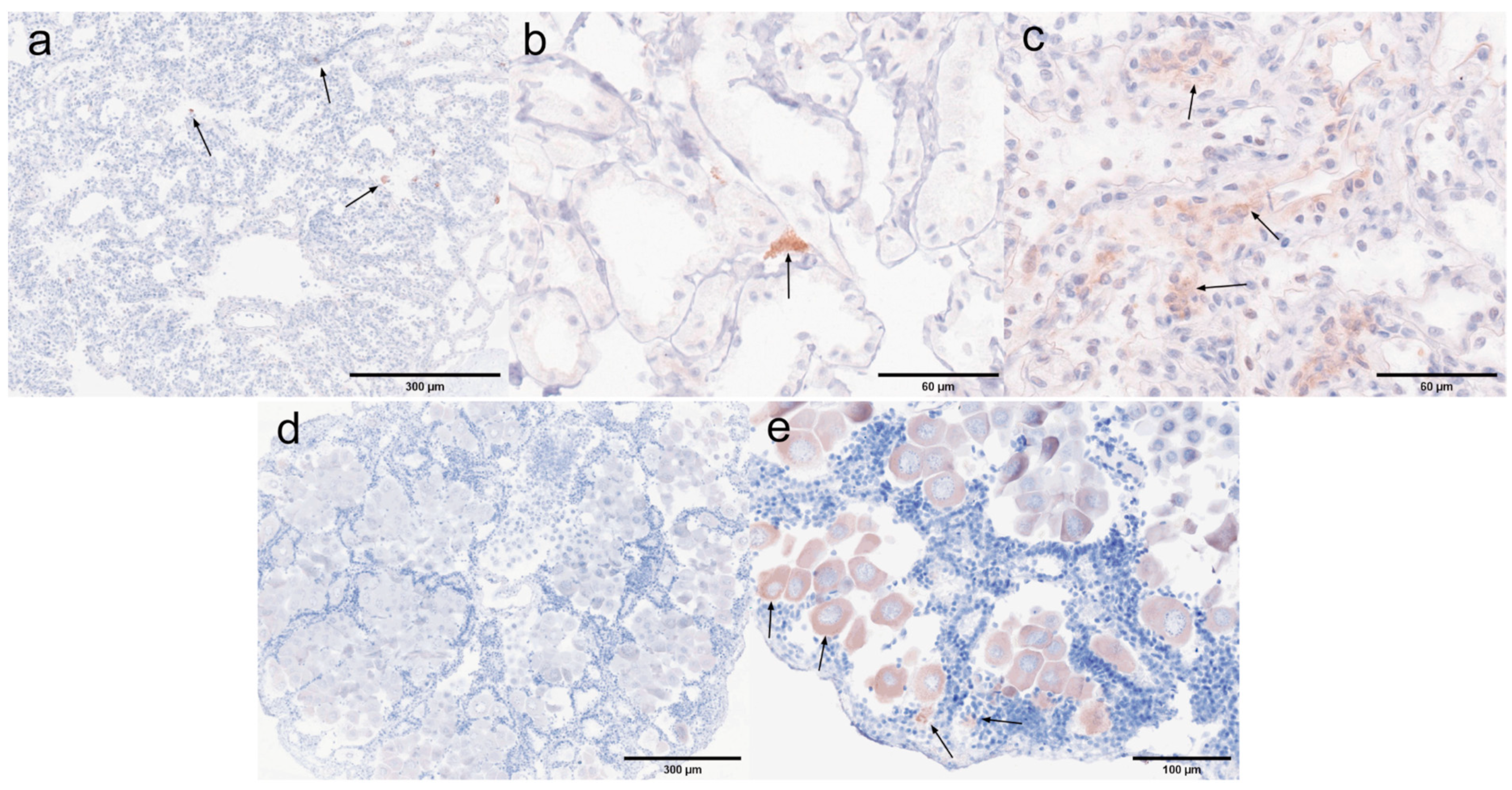 Microorganisms 13 00402 g020