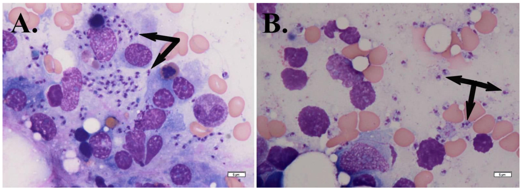Microorganisms 13 00403 g002 Microorganisms 13 00403 g002