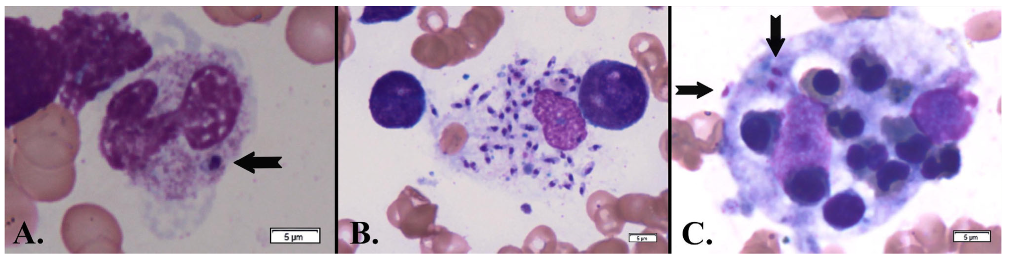 Microorganisms 13 00403 g003 Microorganisms 13 00403 g003