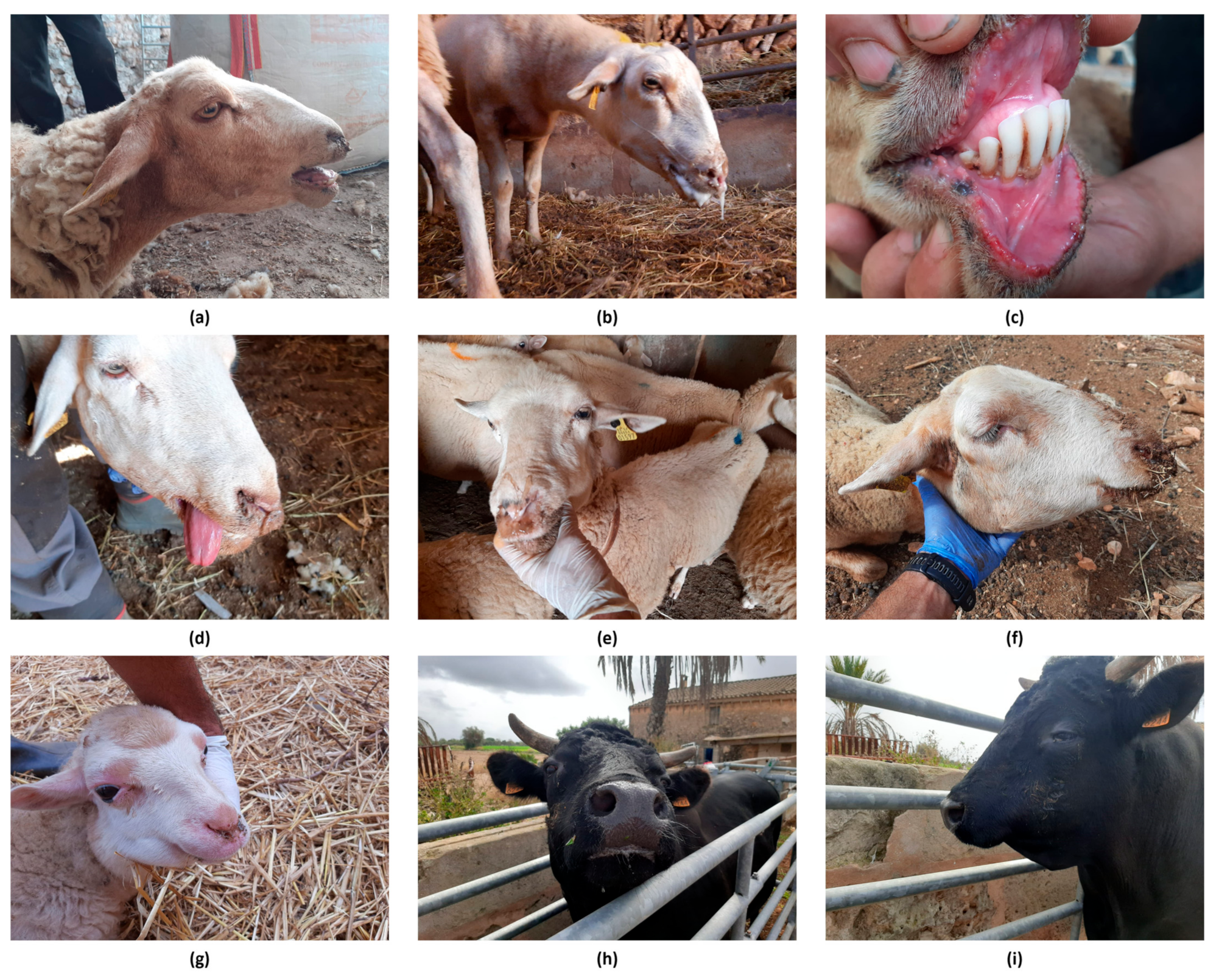 Microorganisms 13 00411 g003