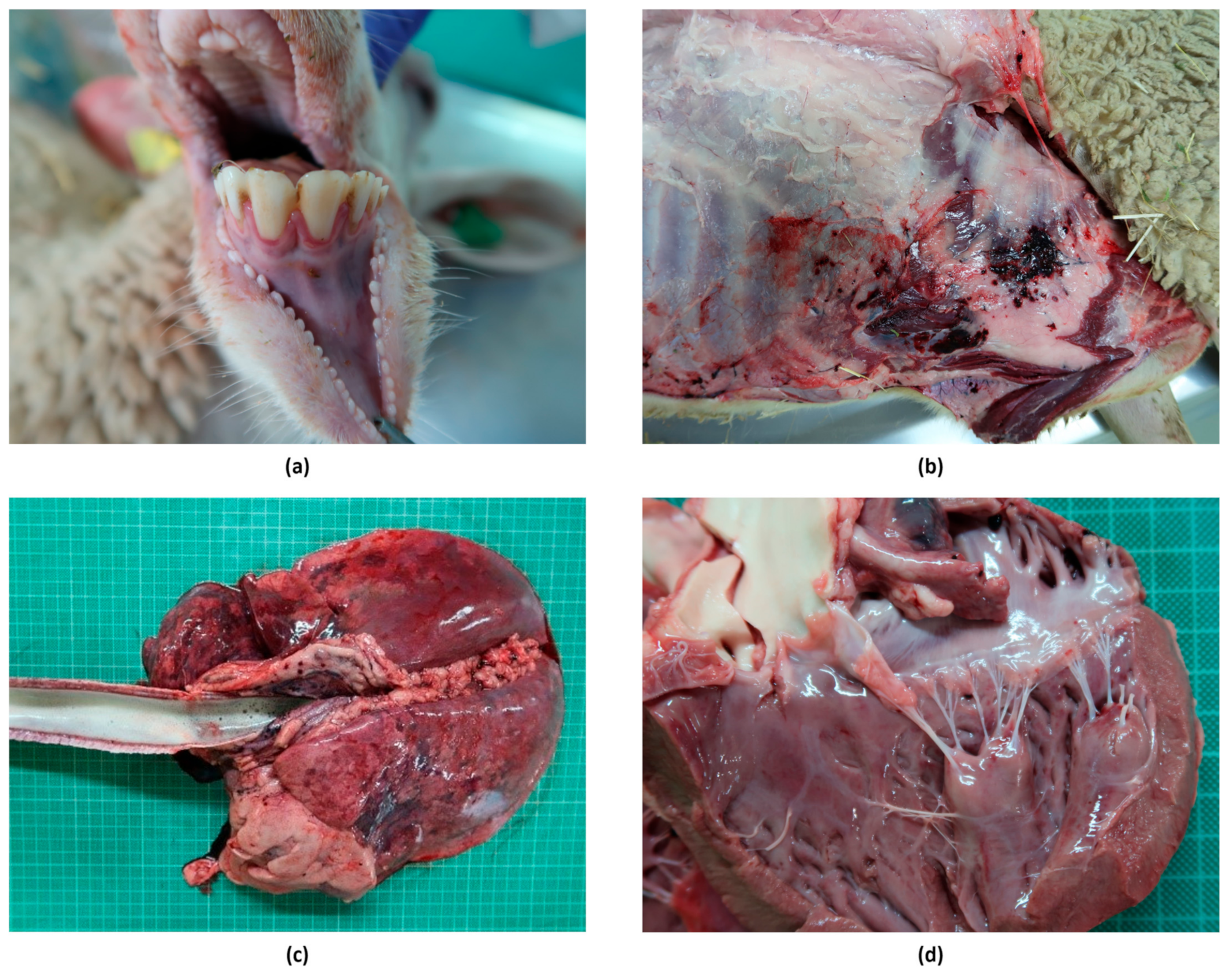 Microorganisms 13 00411 g005