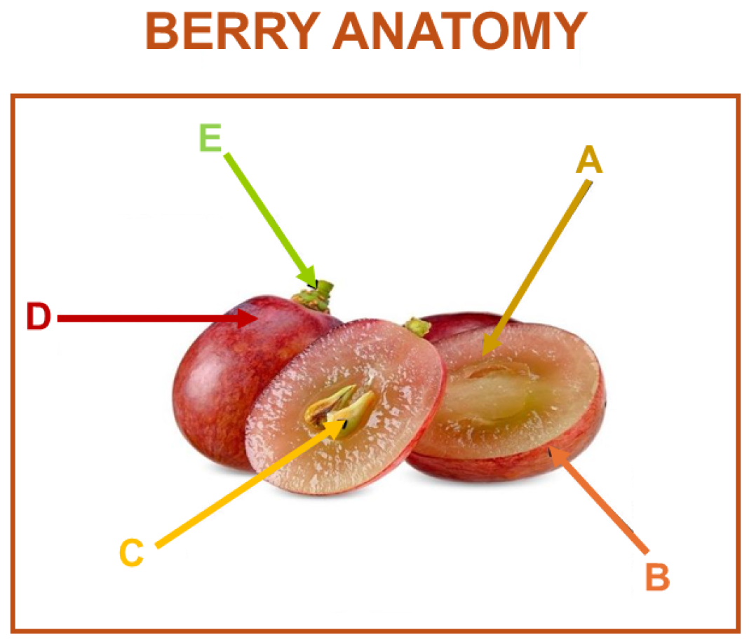 Microorganisms 13 00438 g002