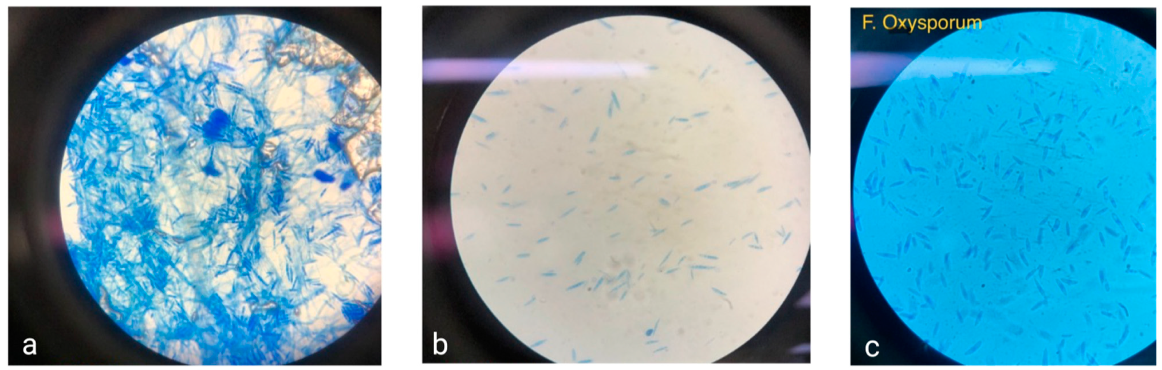 Microorganisms 13 00439 g001