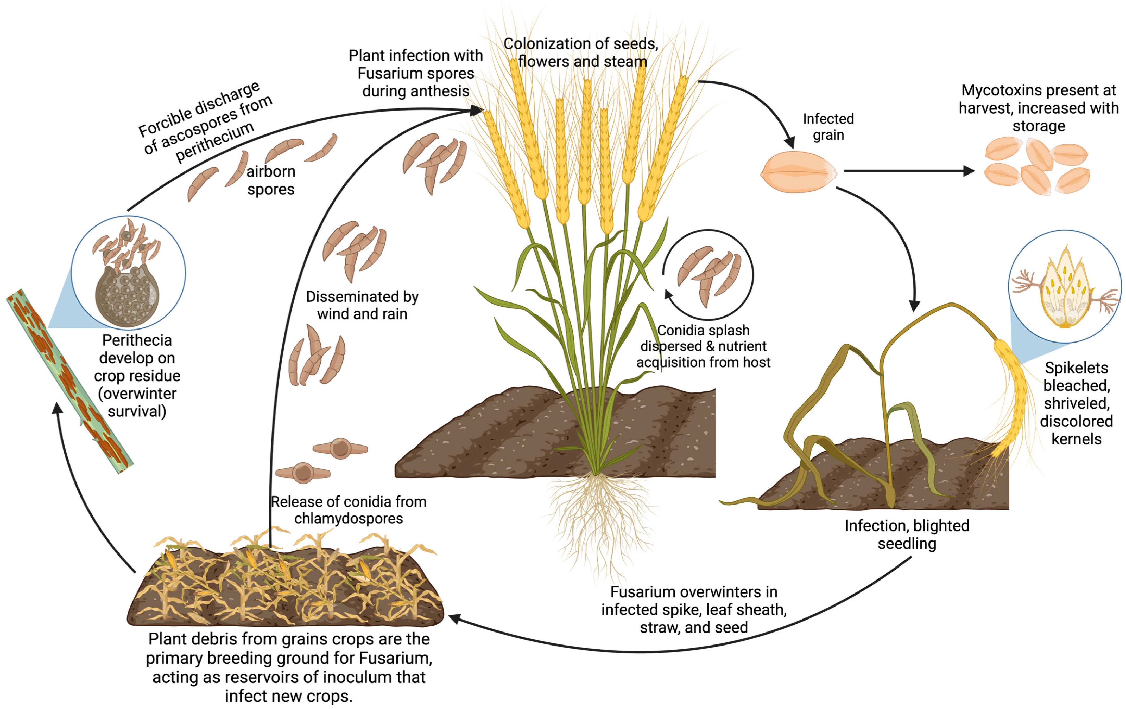Microorganisms 13 00439 g002