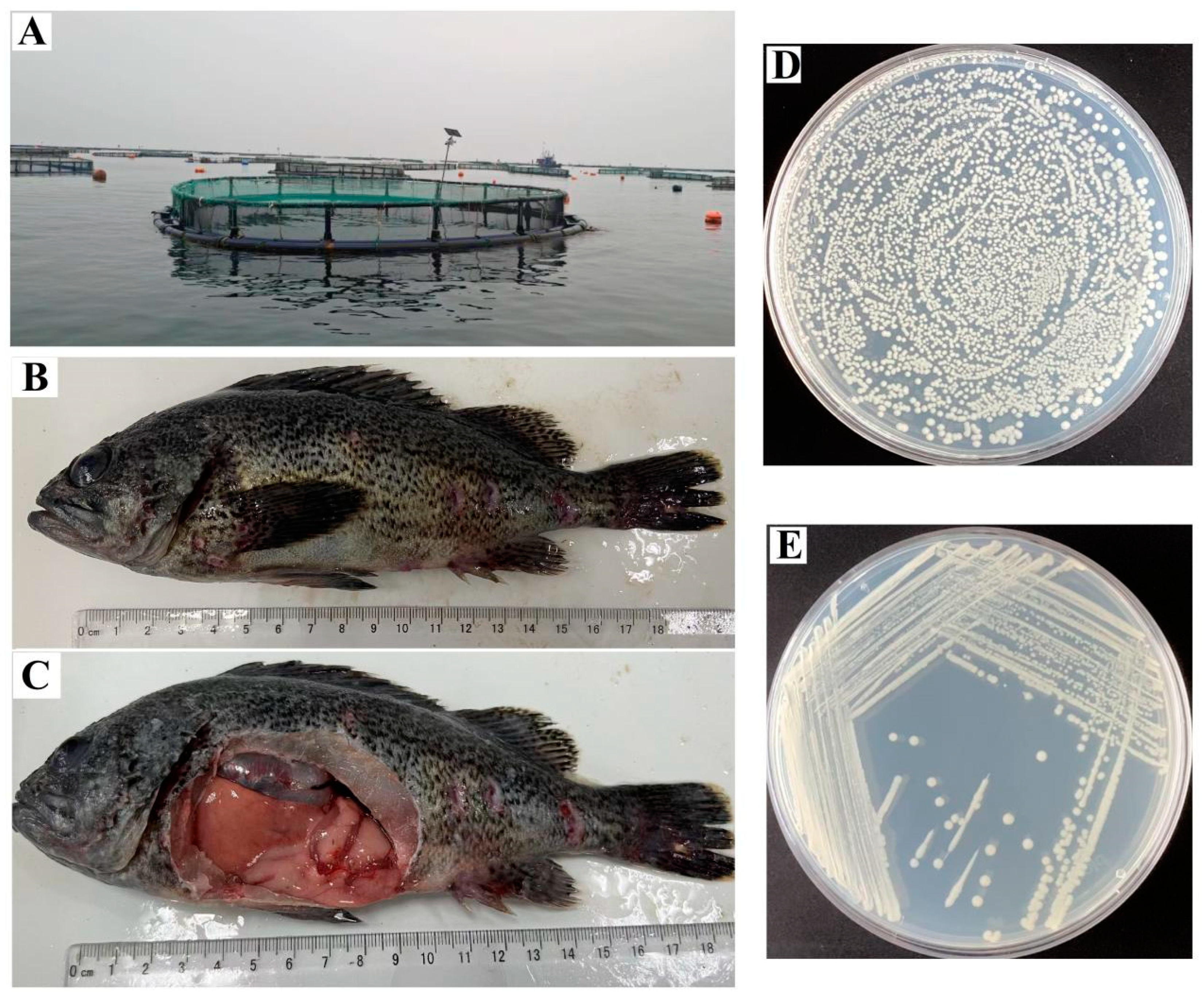 Microorganisms 13 00441 g001