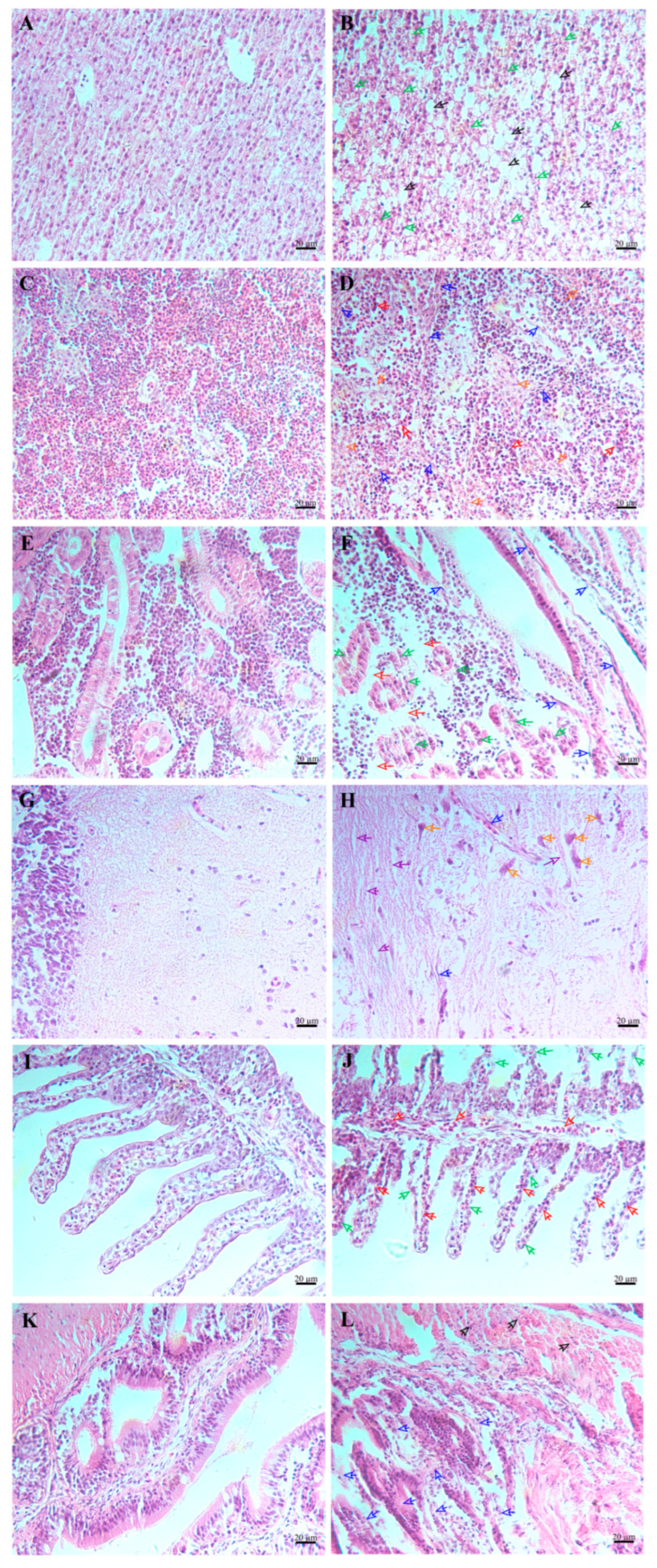 Microorganisms 13 00441 g009