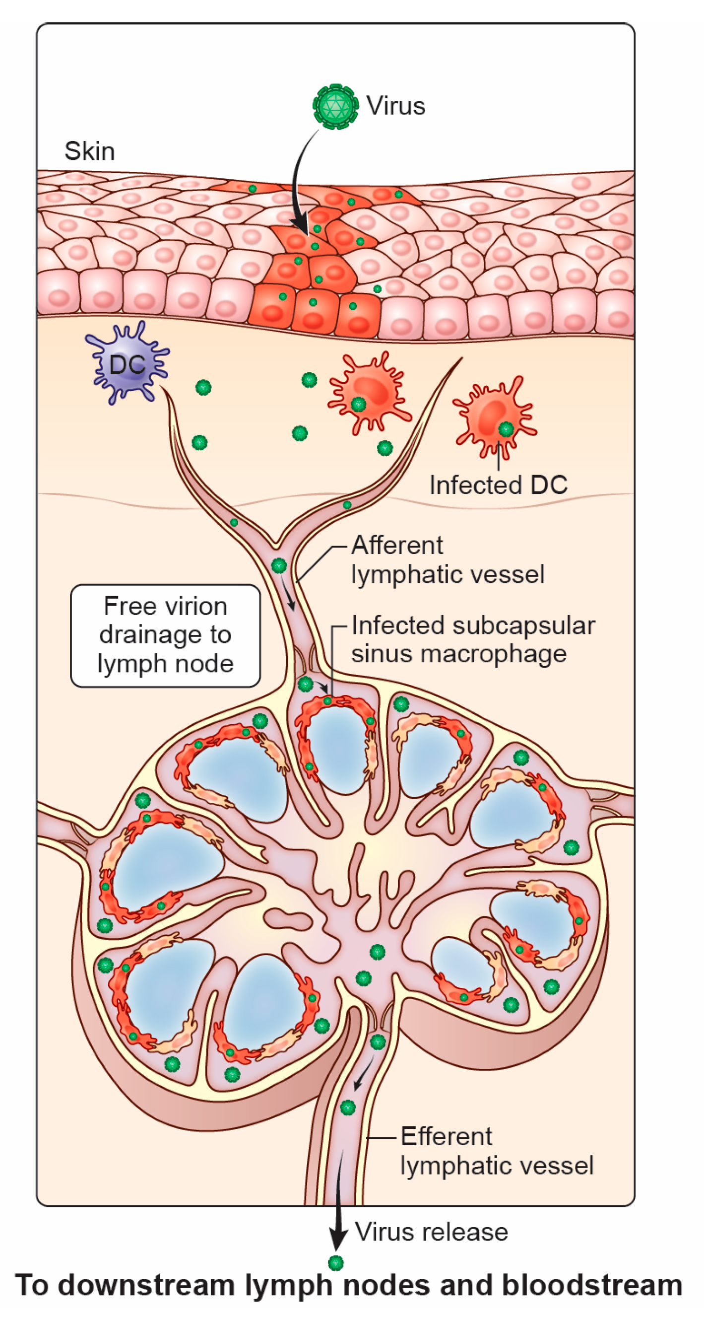 Microorganisms 13 00443 g001