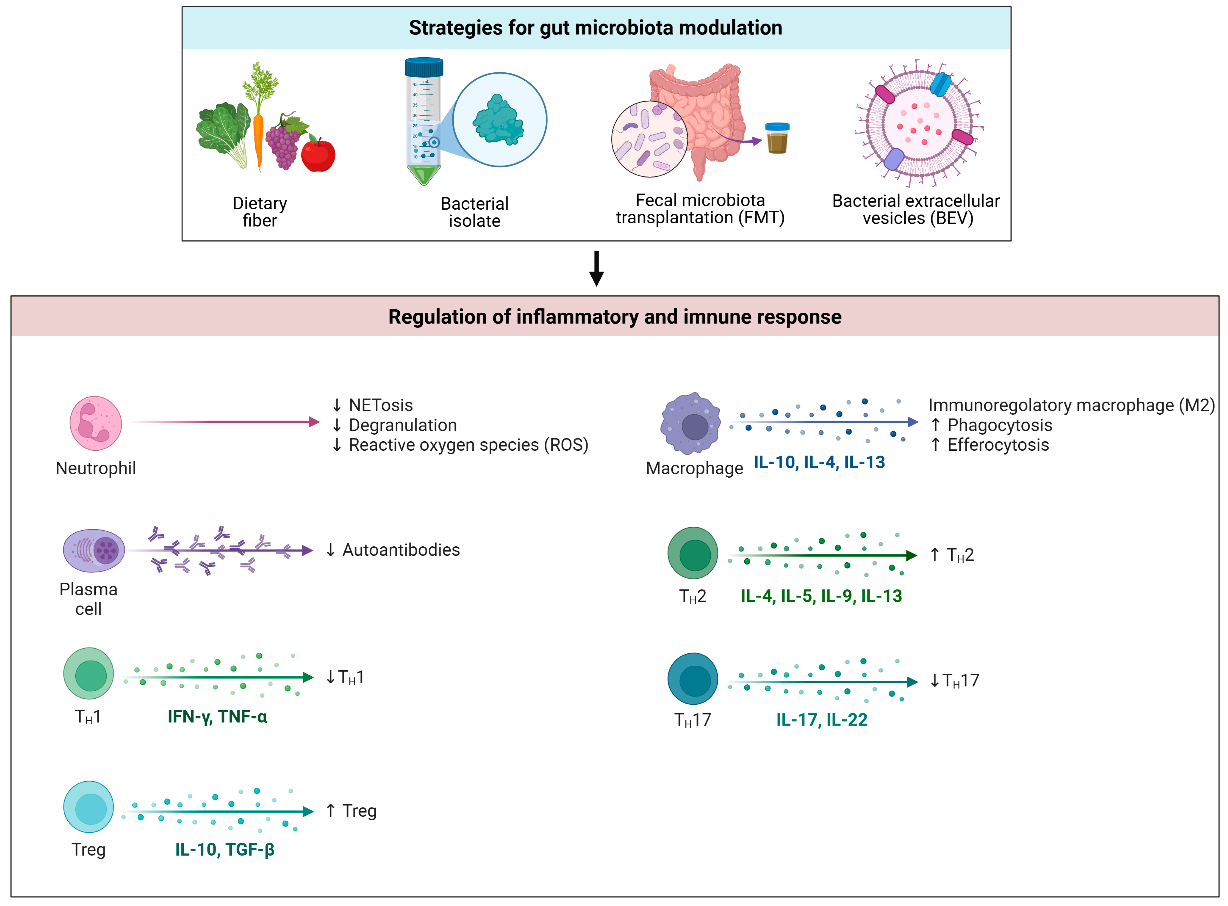 Microorganisms 13 00445 g004