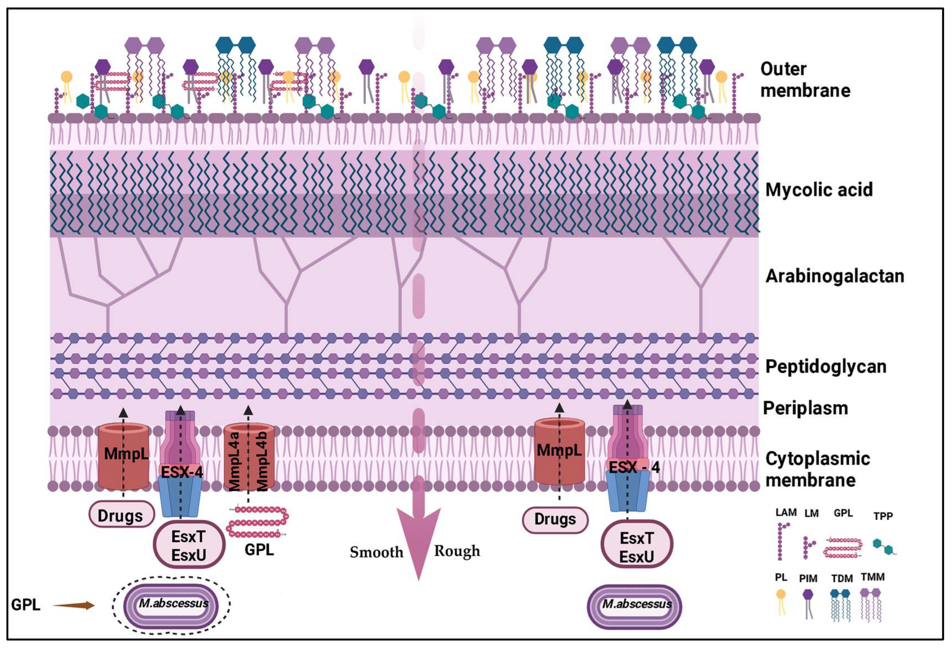 Microorganisms 13 00447 g001
