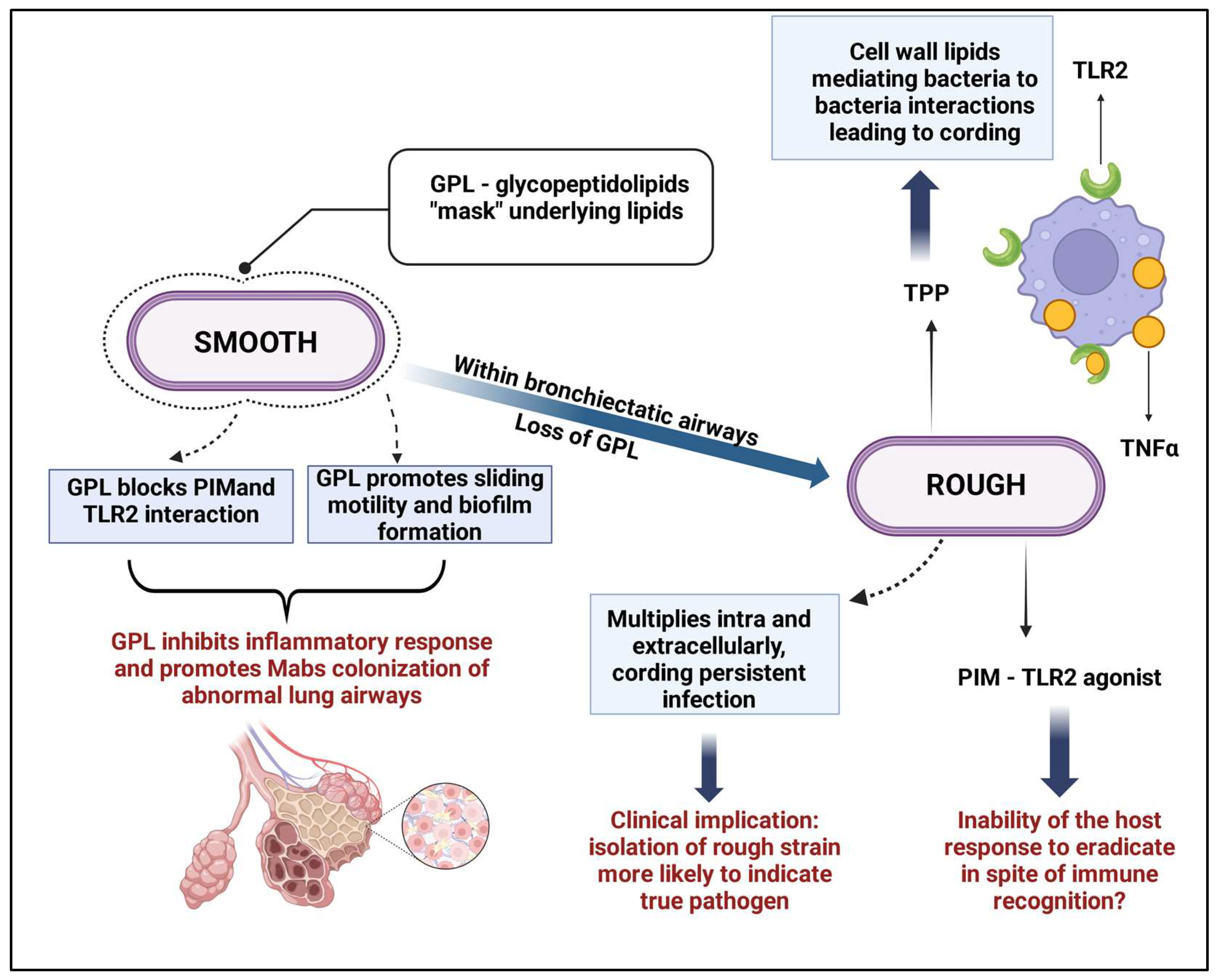 Microorganisms 13 00447 g002