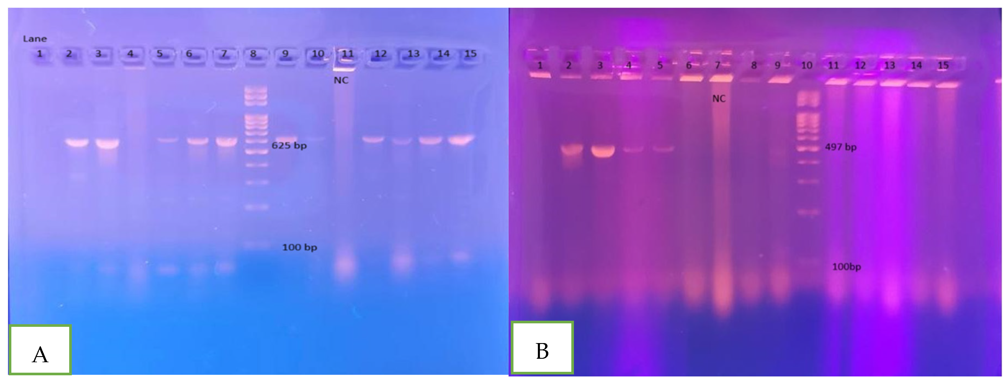 Microorganisms 13 00460 g001
