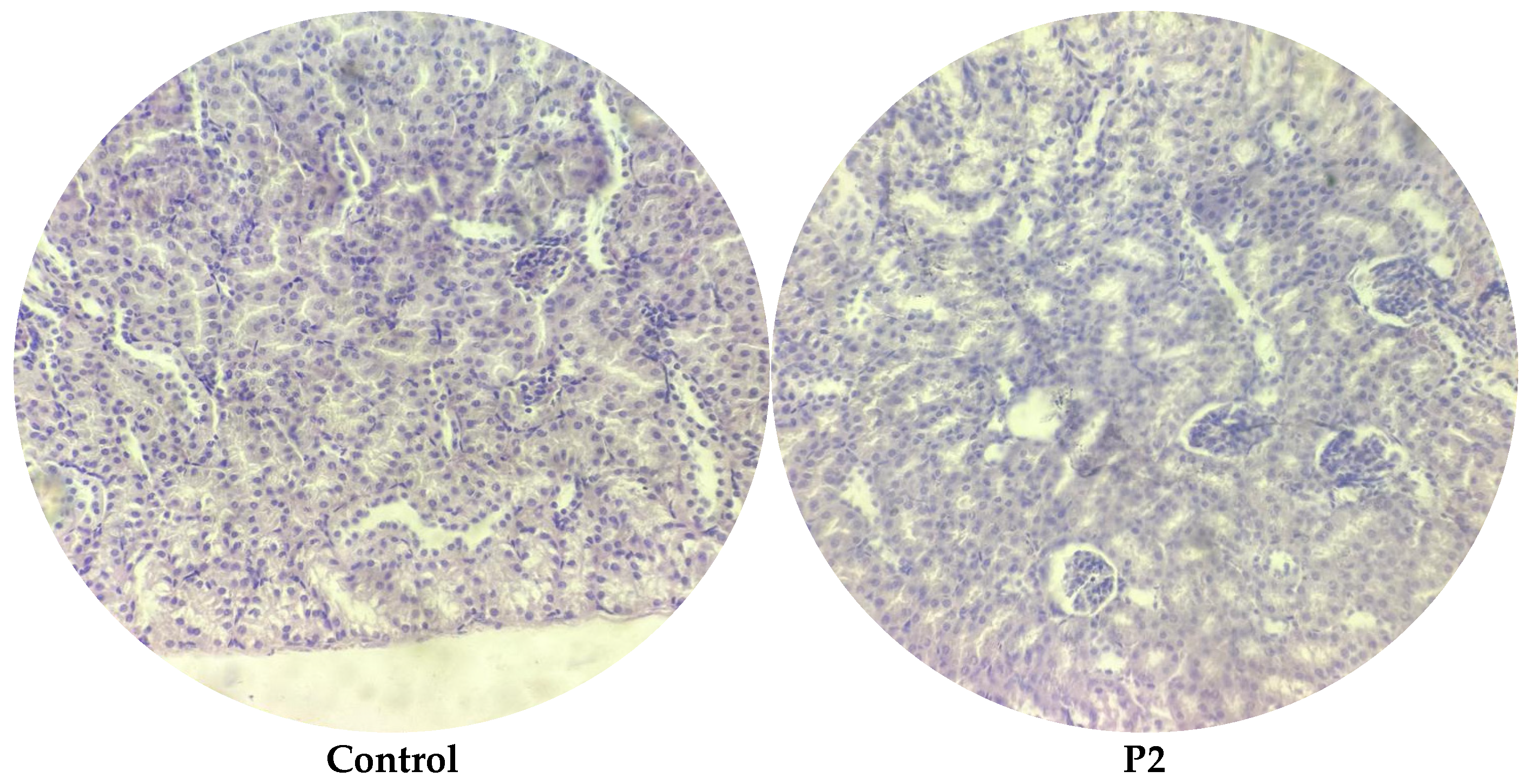 Microorganisms 13 00460 g007