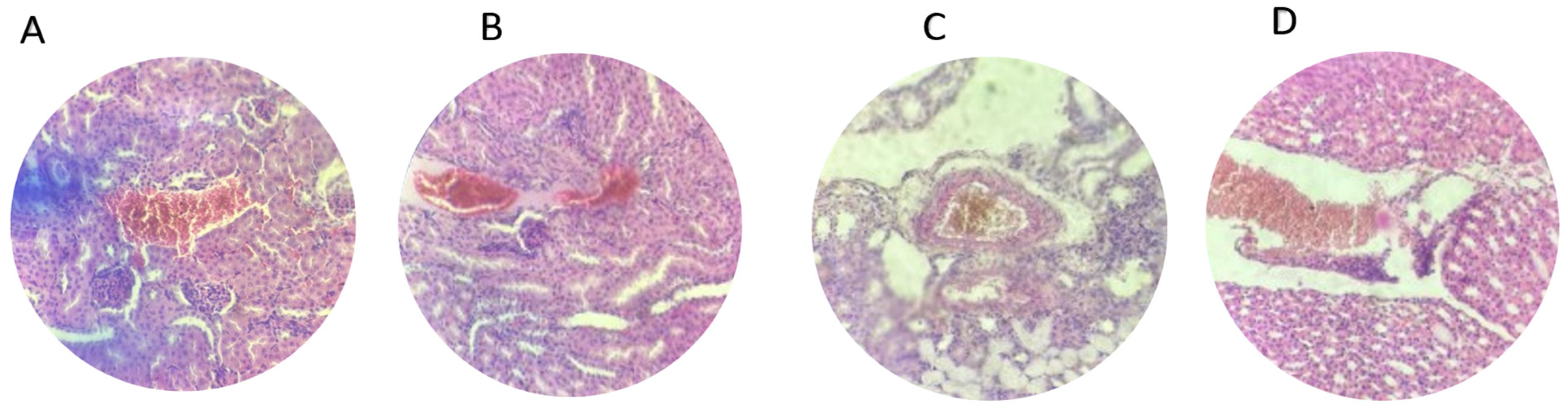 Microorganisms 13 00460 g008