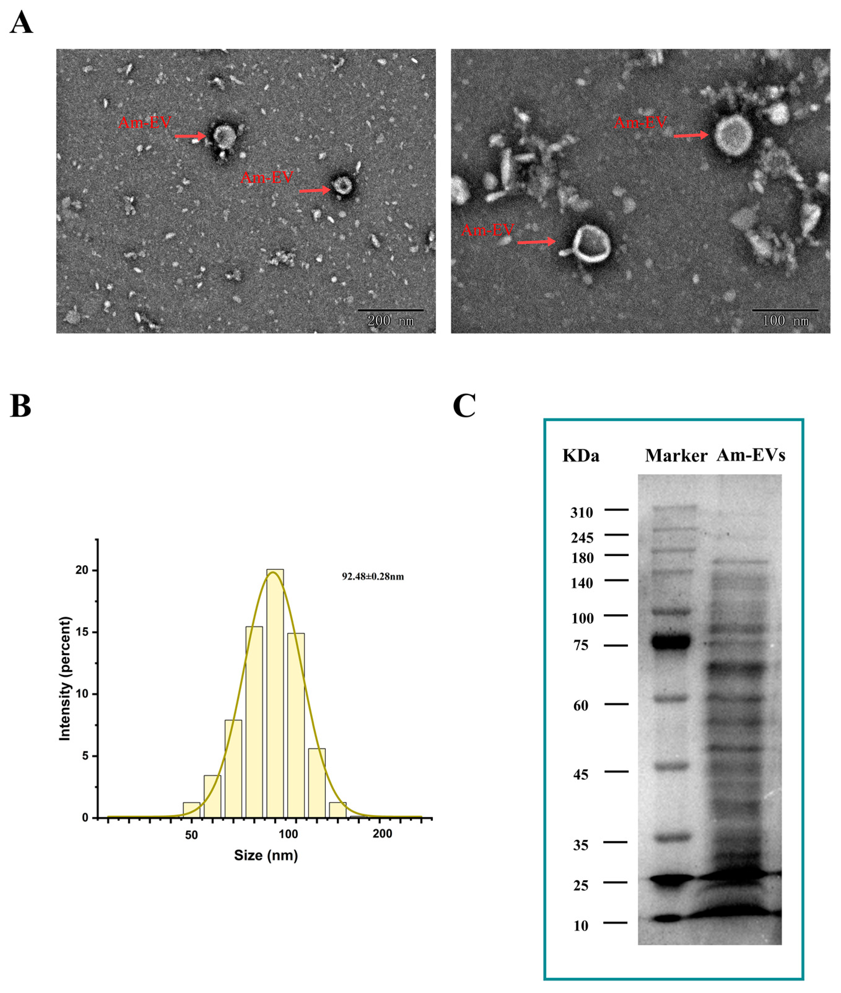 Microorganisms 13 00464 g001