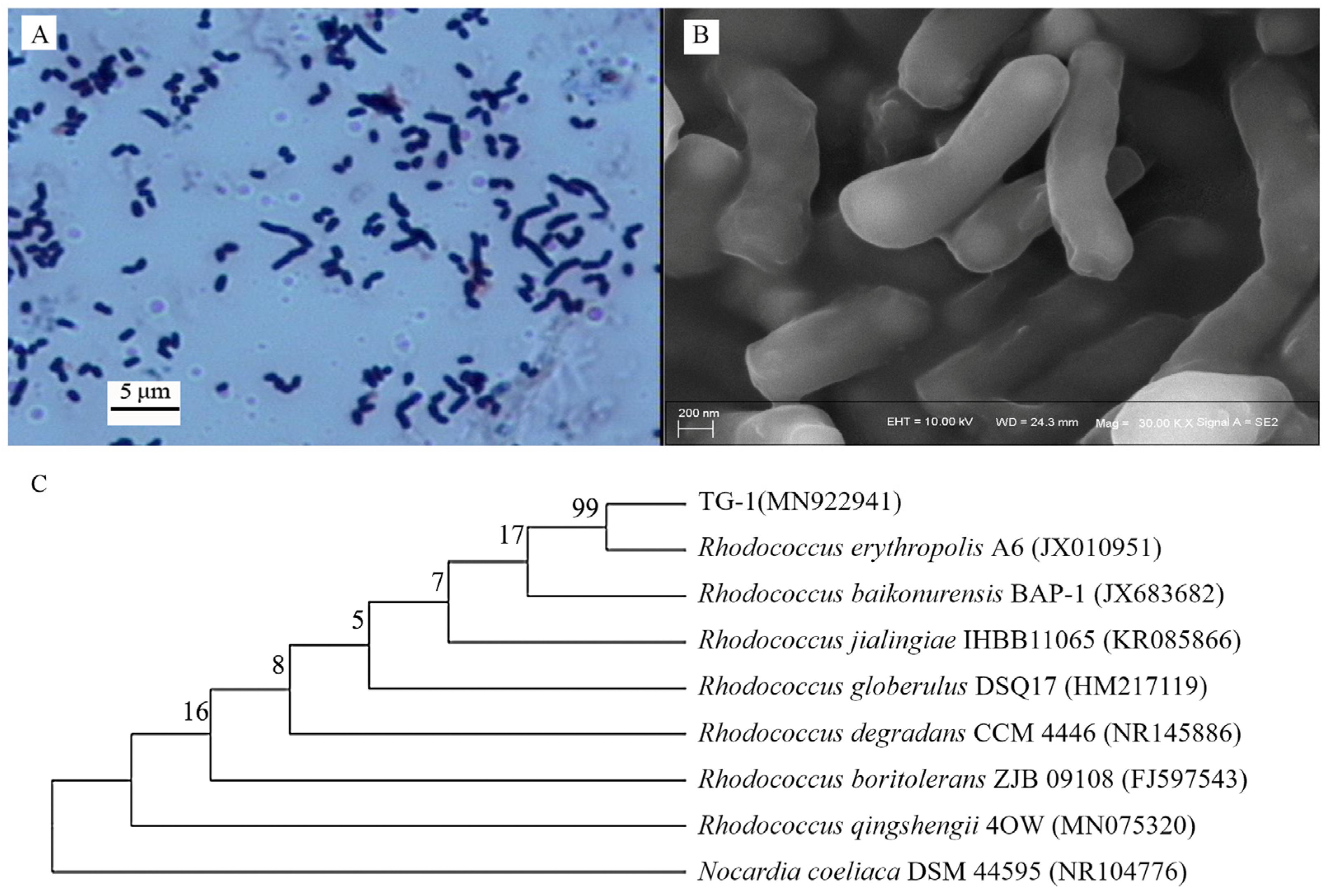 Microorganisms 13 00468 g001