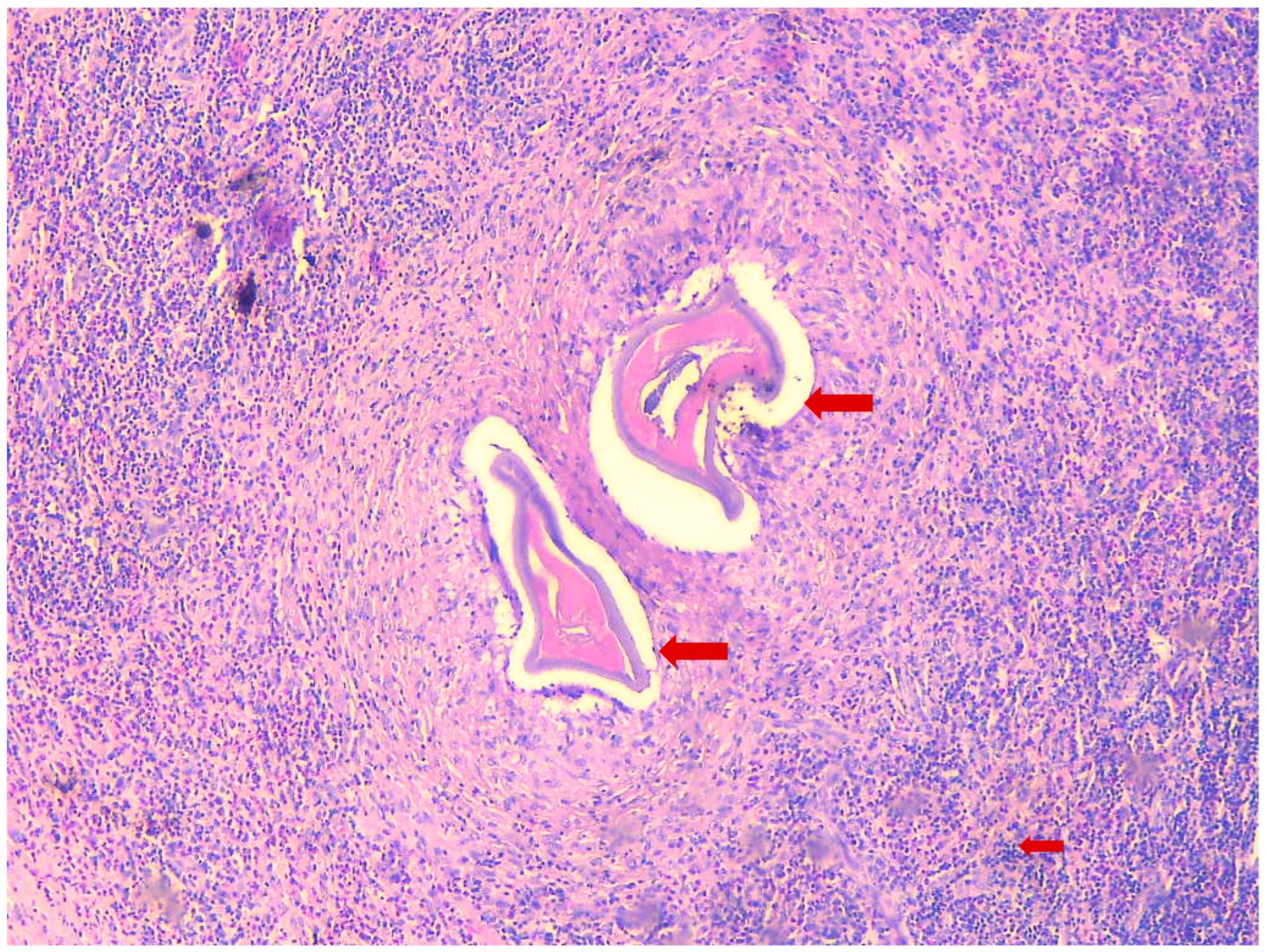 Microorganisms 13 00476 g002