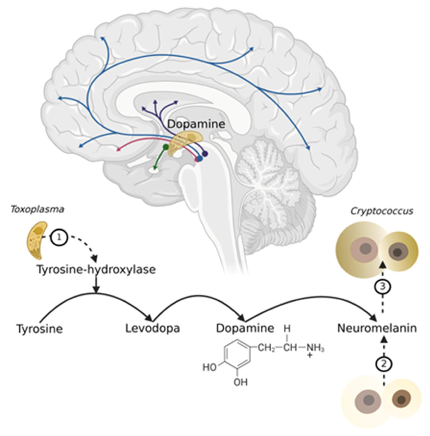Microorganisms 13 00481 g002