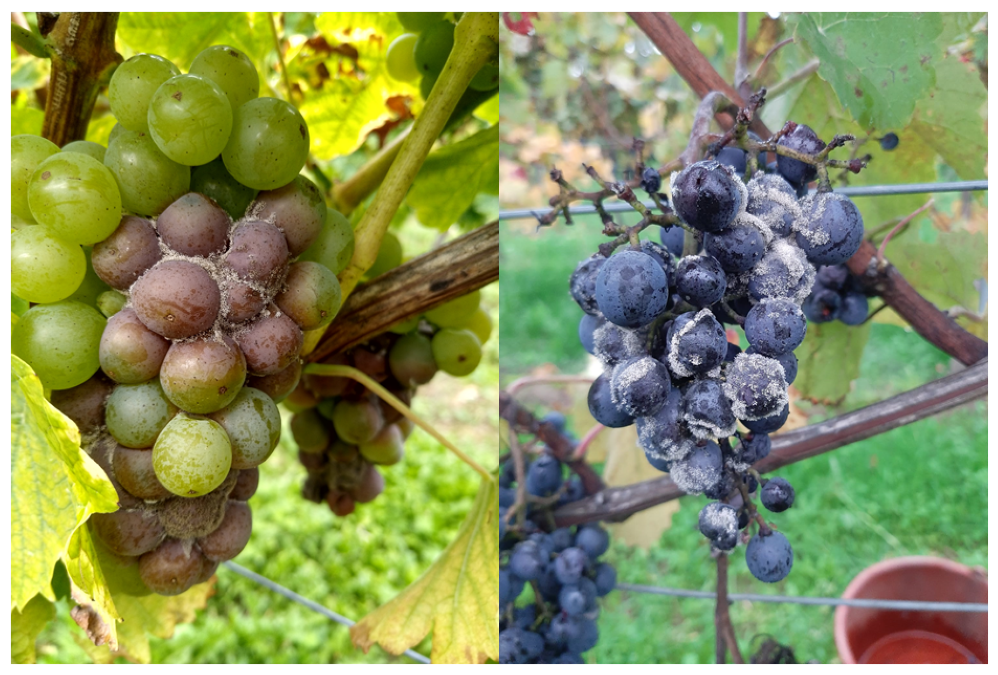 Microorganisms 13 00483 g001