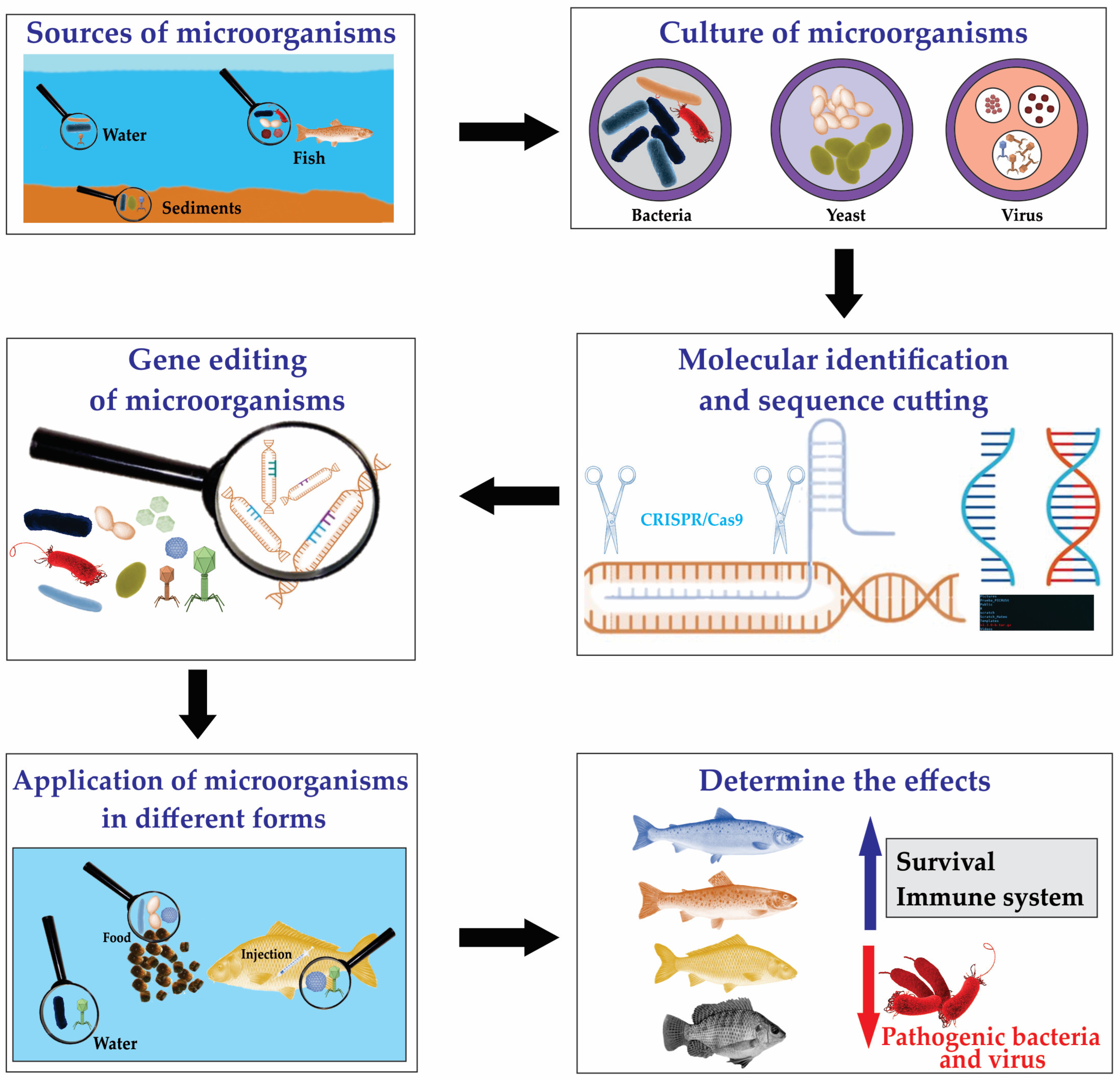 Microorganisms 13 00485 g003