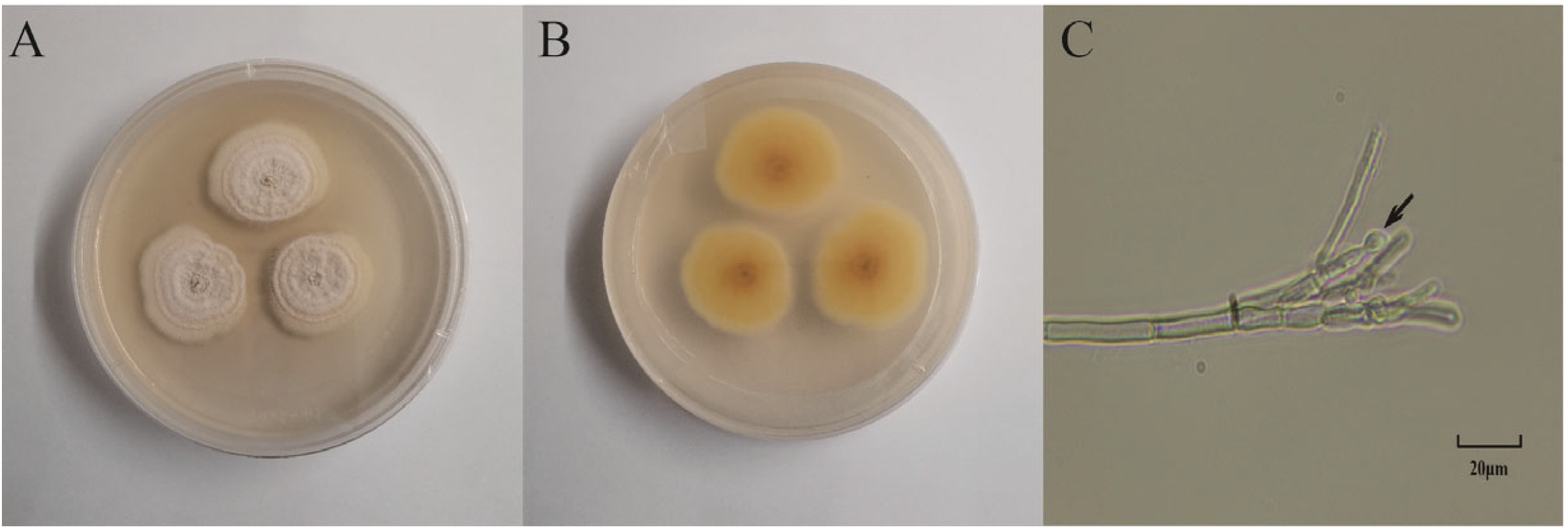 Microorganisms 13 00495 g001