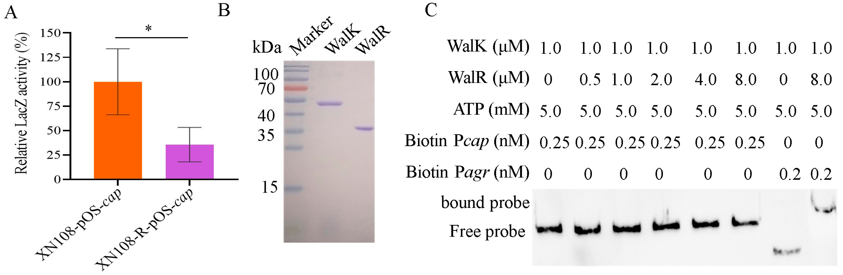 Microorganisms 13 00502 g002