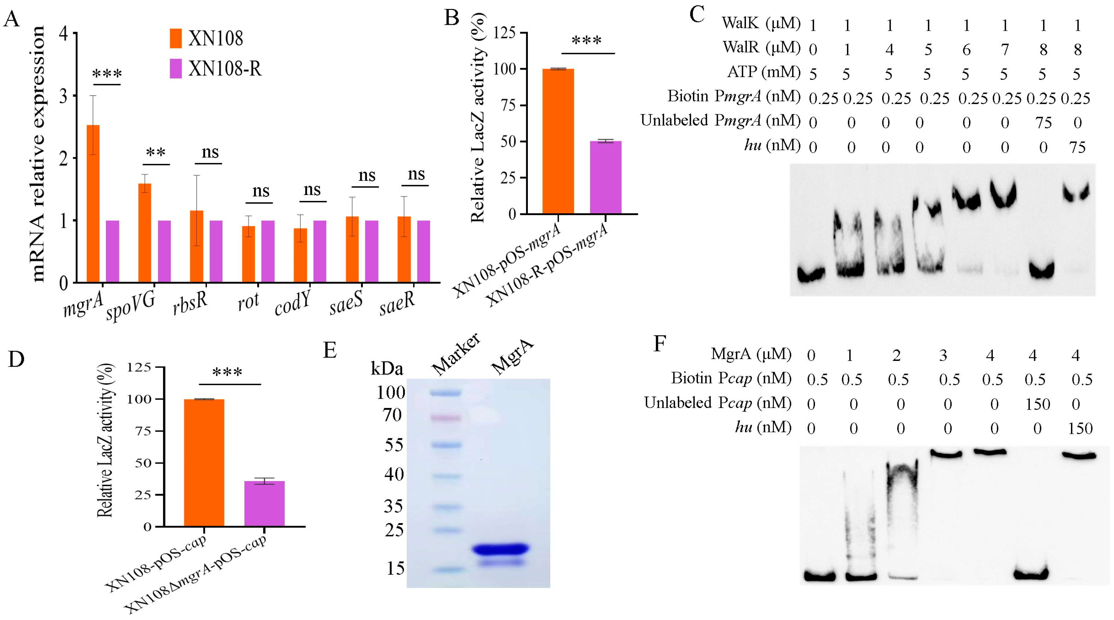 Microorganisms 13 00502 g003