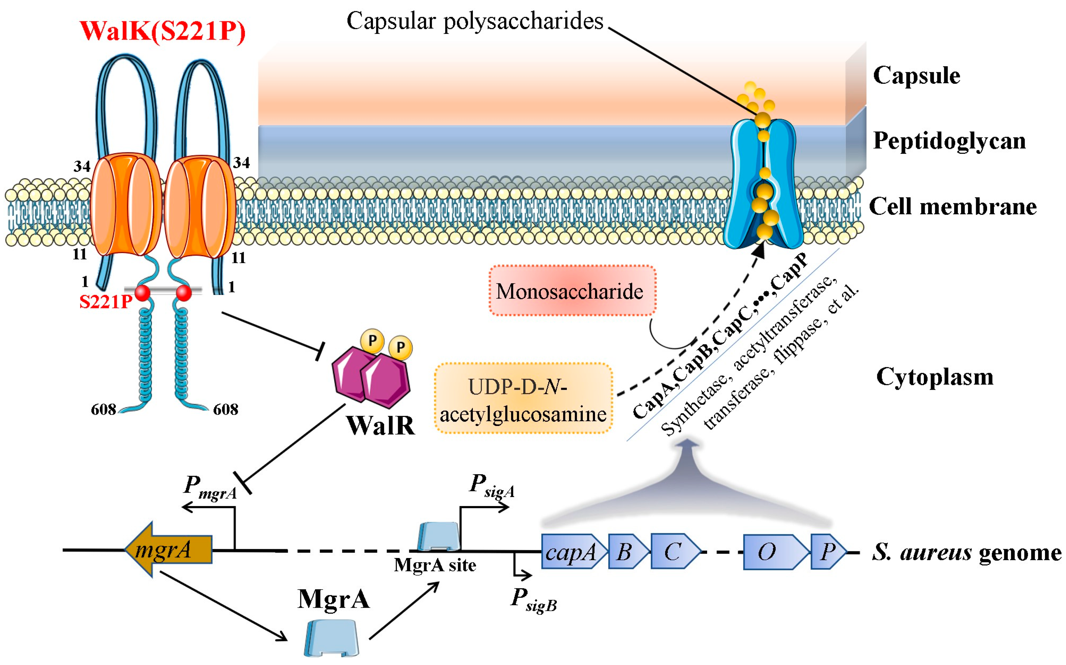 Microorganisms 13 00502 g006
