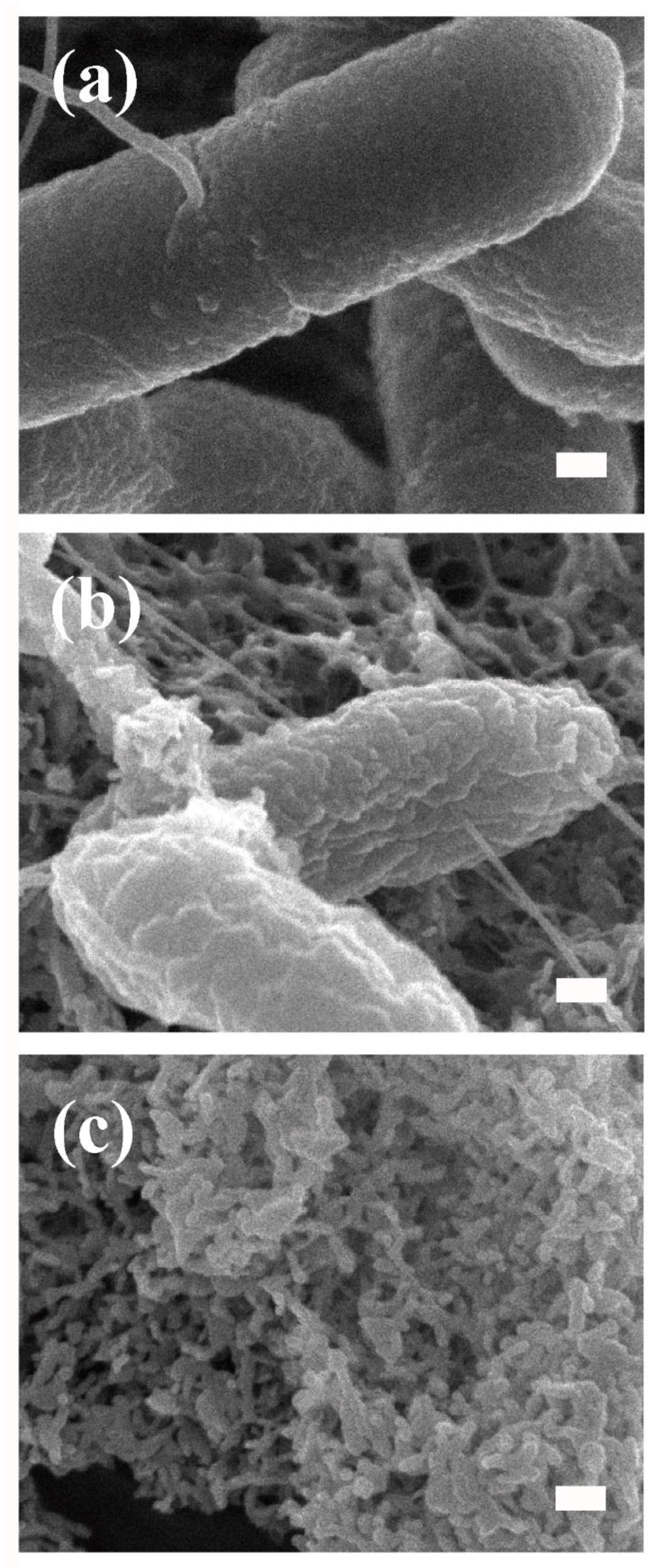 Microorganisms 13 00507 g002