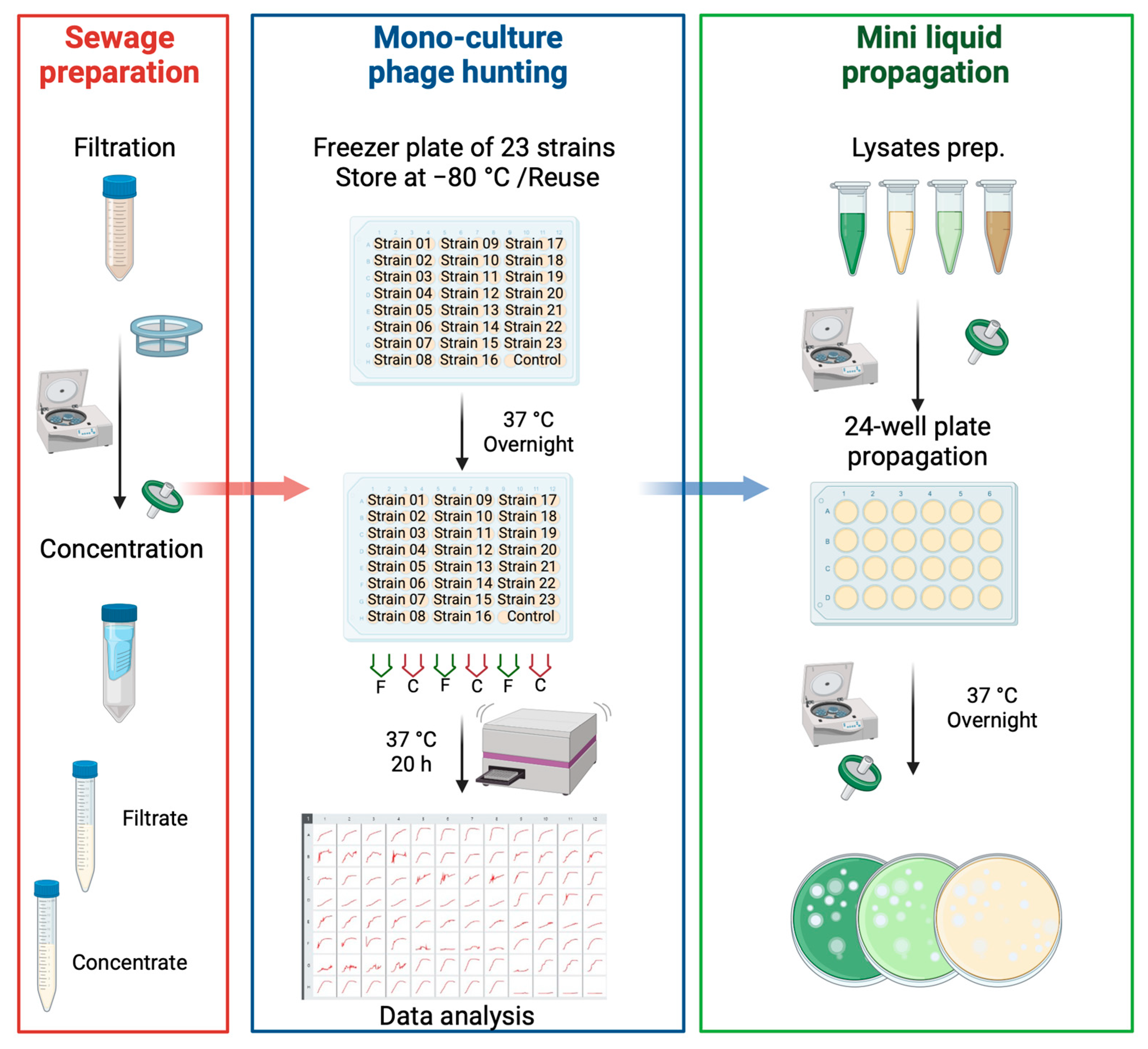 Microorganisms 13 00511 g001