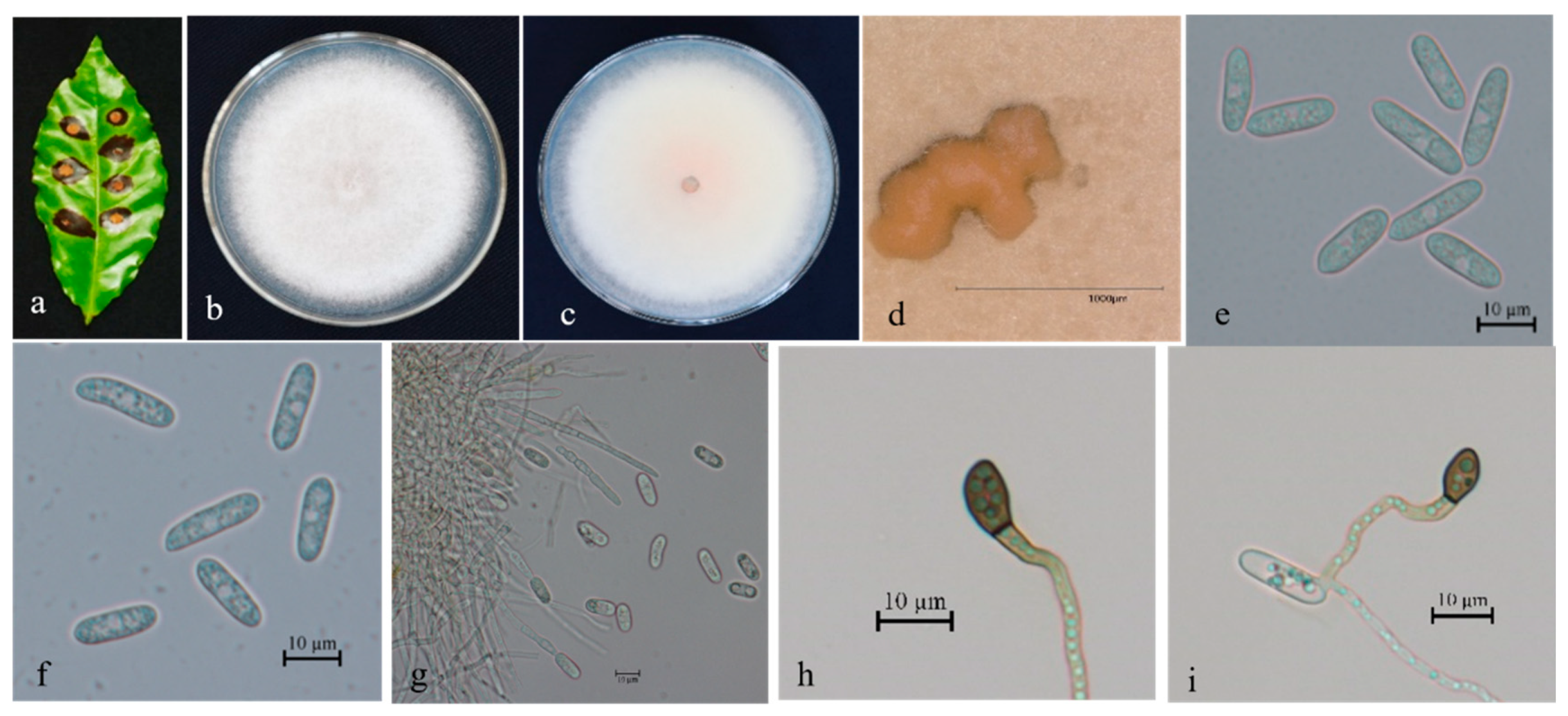 Microorganisms 13 00512 g003 Microorganisms 13 00512 g003