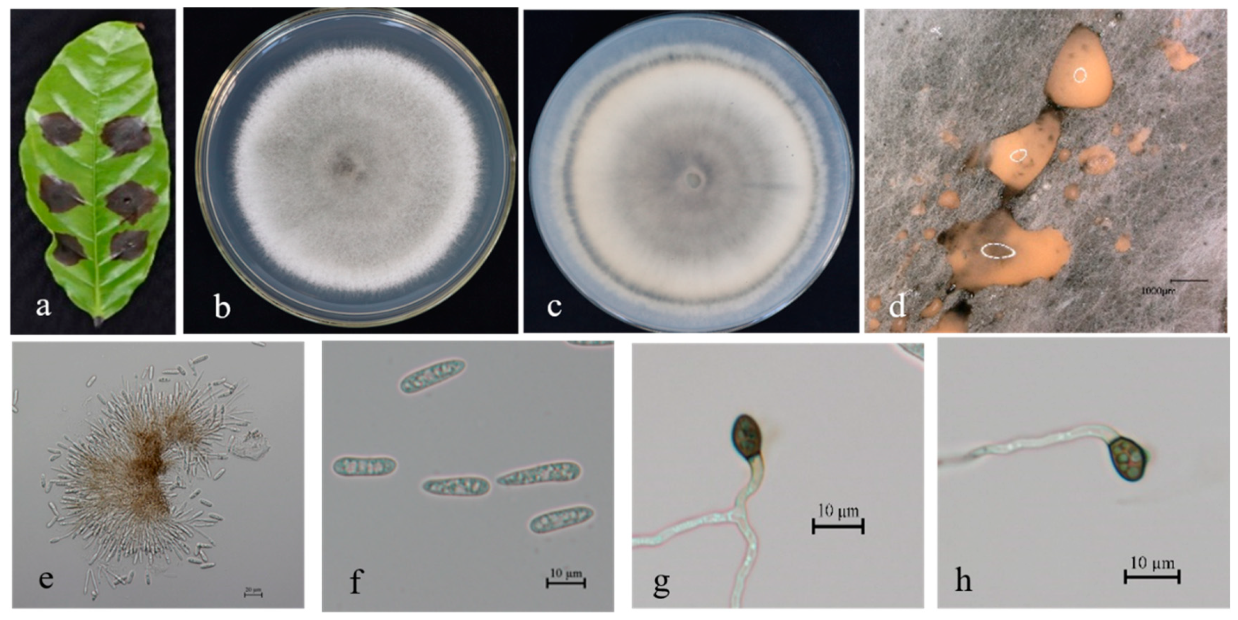 Microorganisms 13 00512 g005 Microorganisms 13 00512 g005