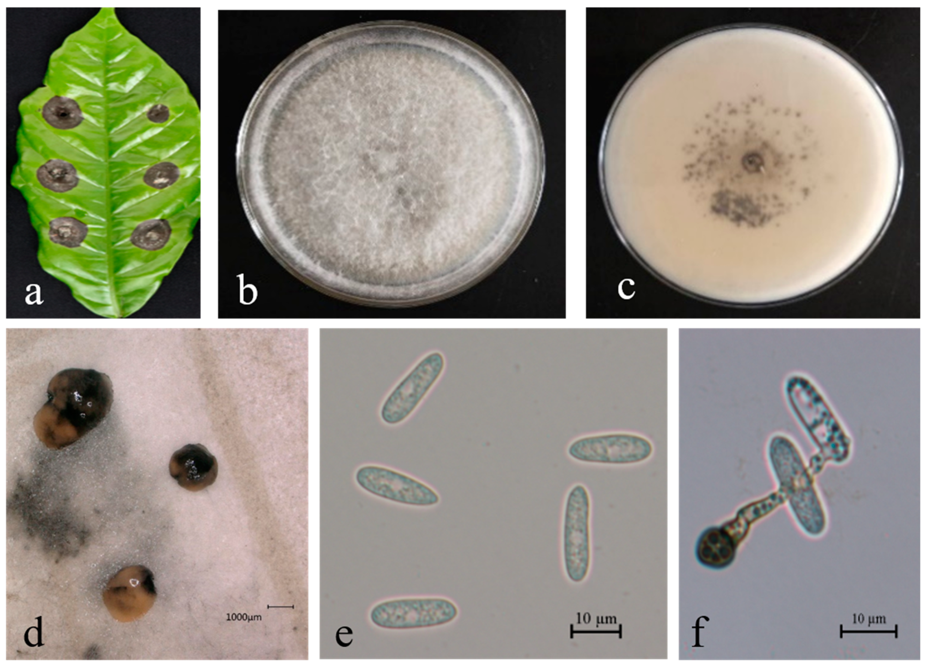Microorganisms 13 00512 g008 Microorganisms 13 00512 g008