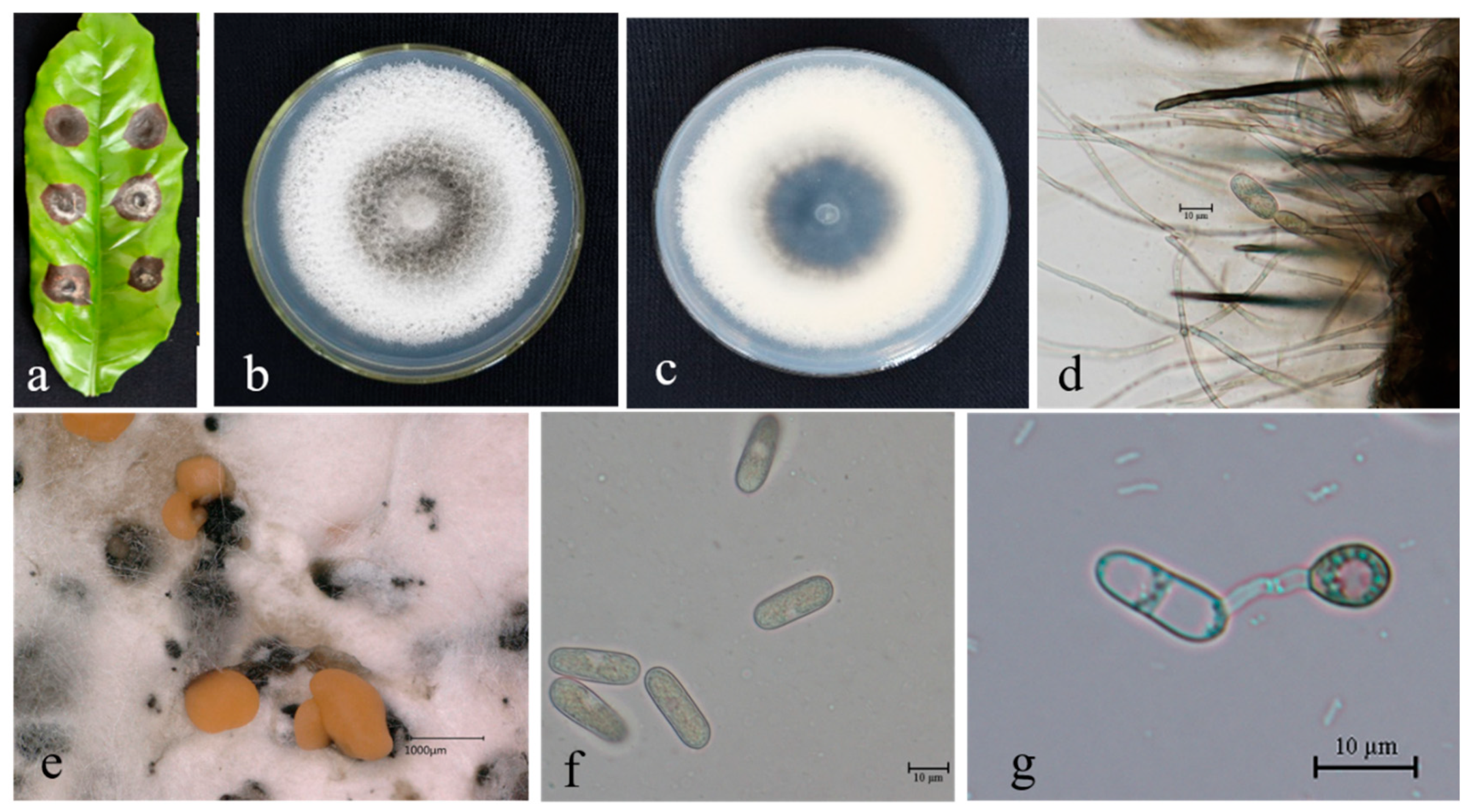 Microorganisms 13 00512 g009 Microorganisms 13 00512 g009