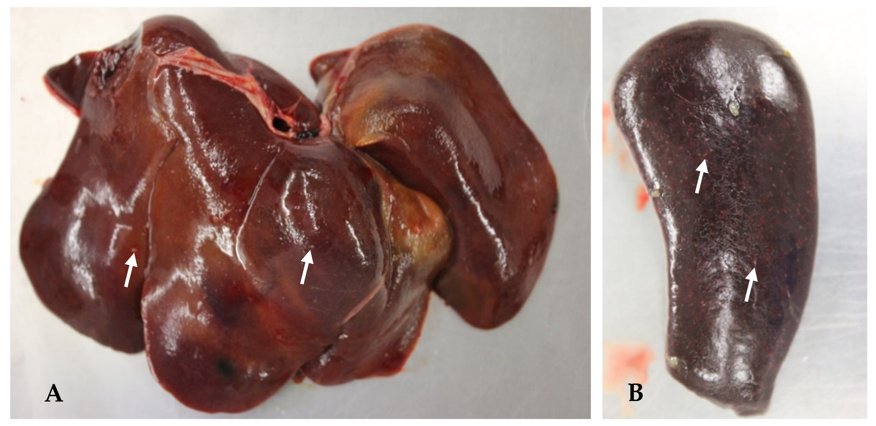 Microorganisms 13 00516 g002