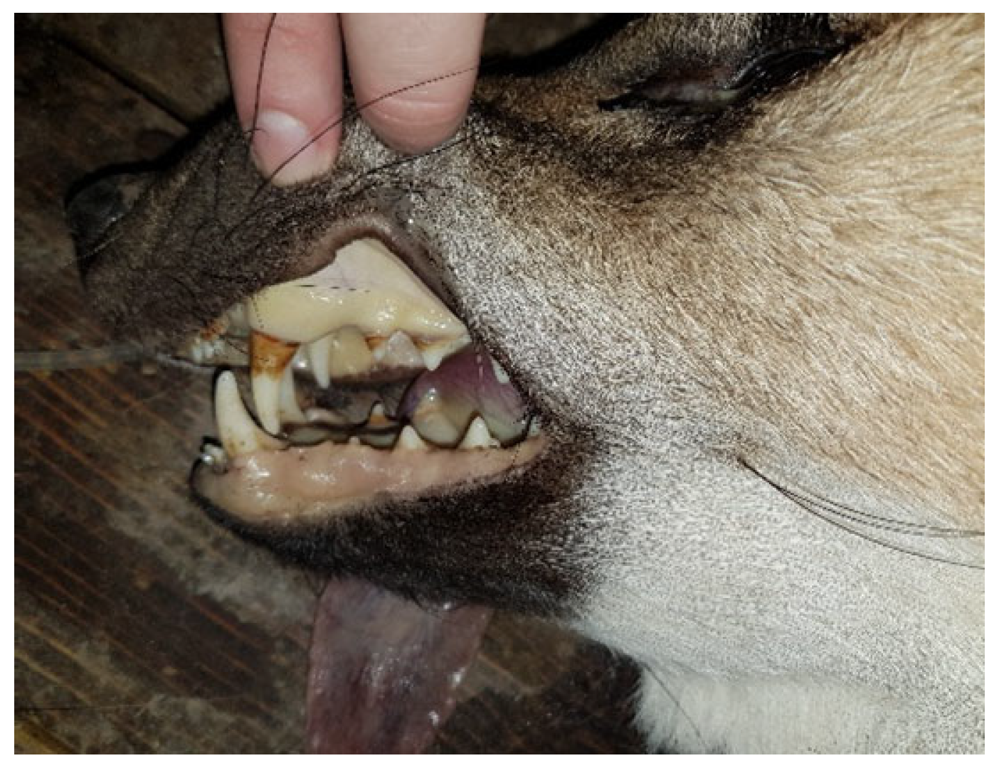 Microorganisms 13 00516 g005