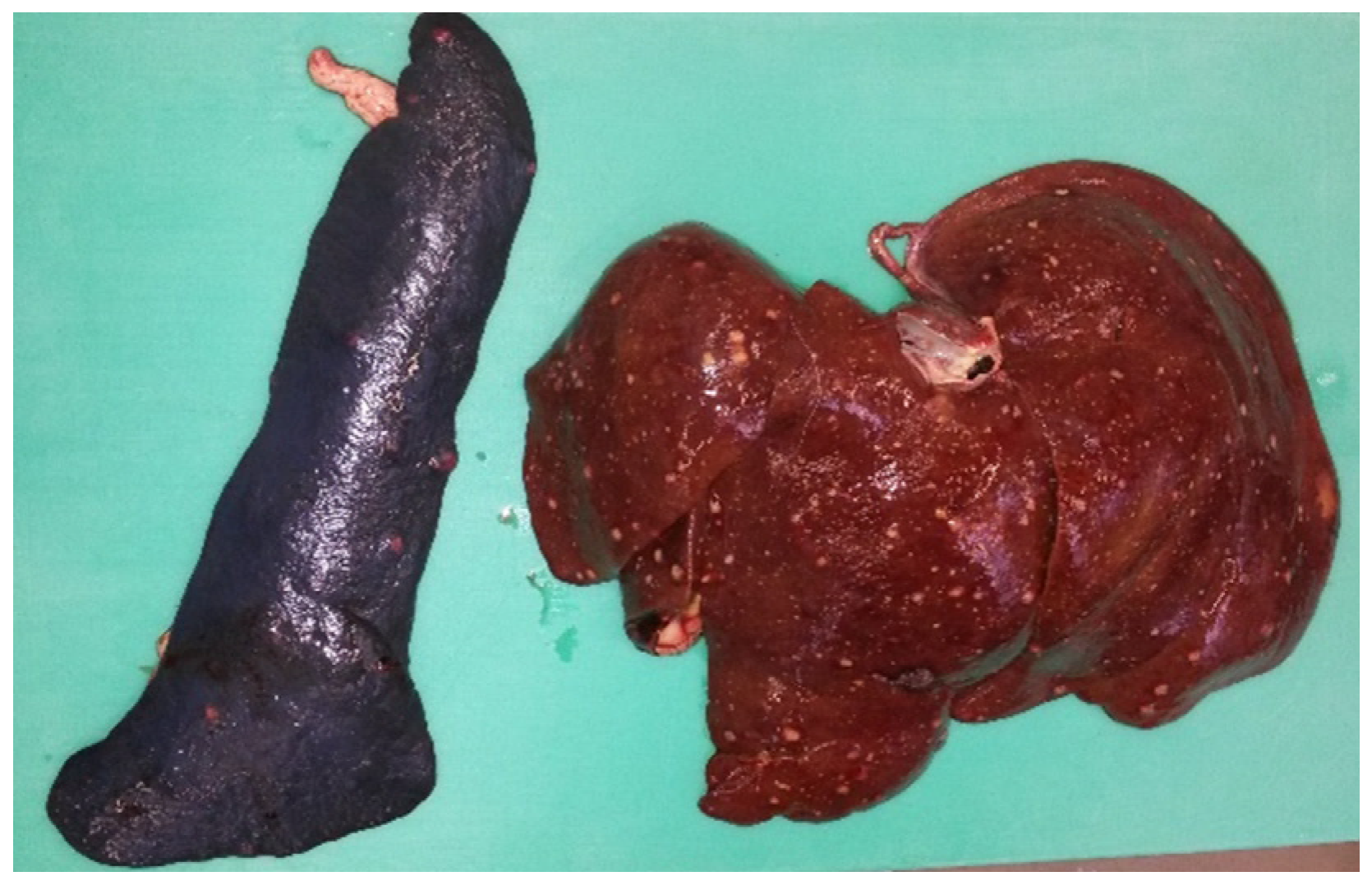 Microorganisms 13 00516 g006